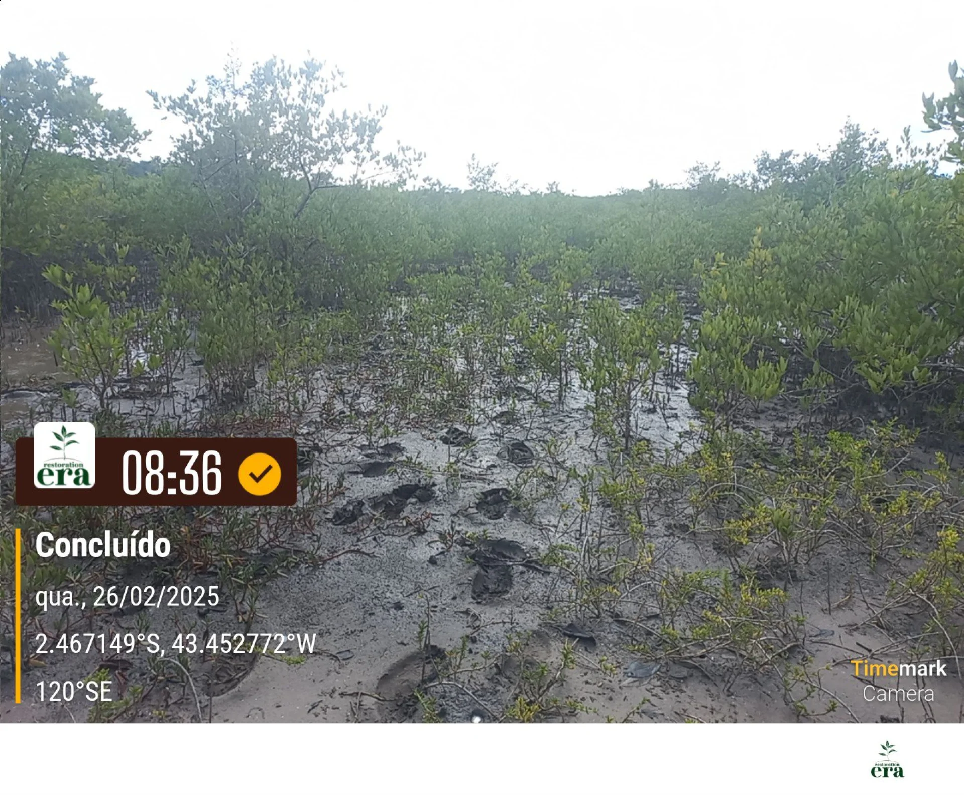 A field verification photo of a completed native-tree planting plot in Brazil
