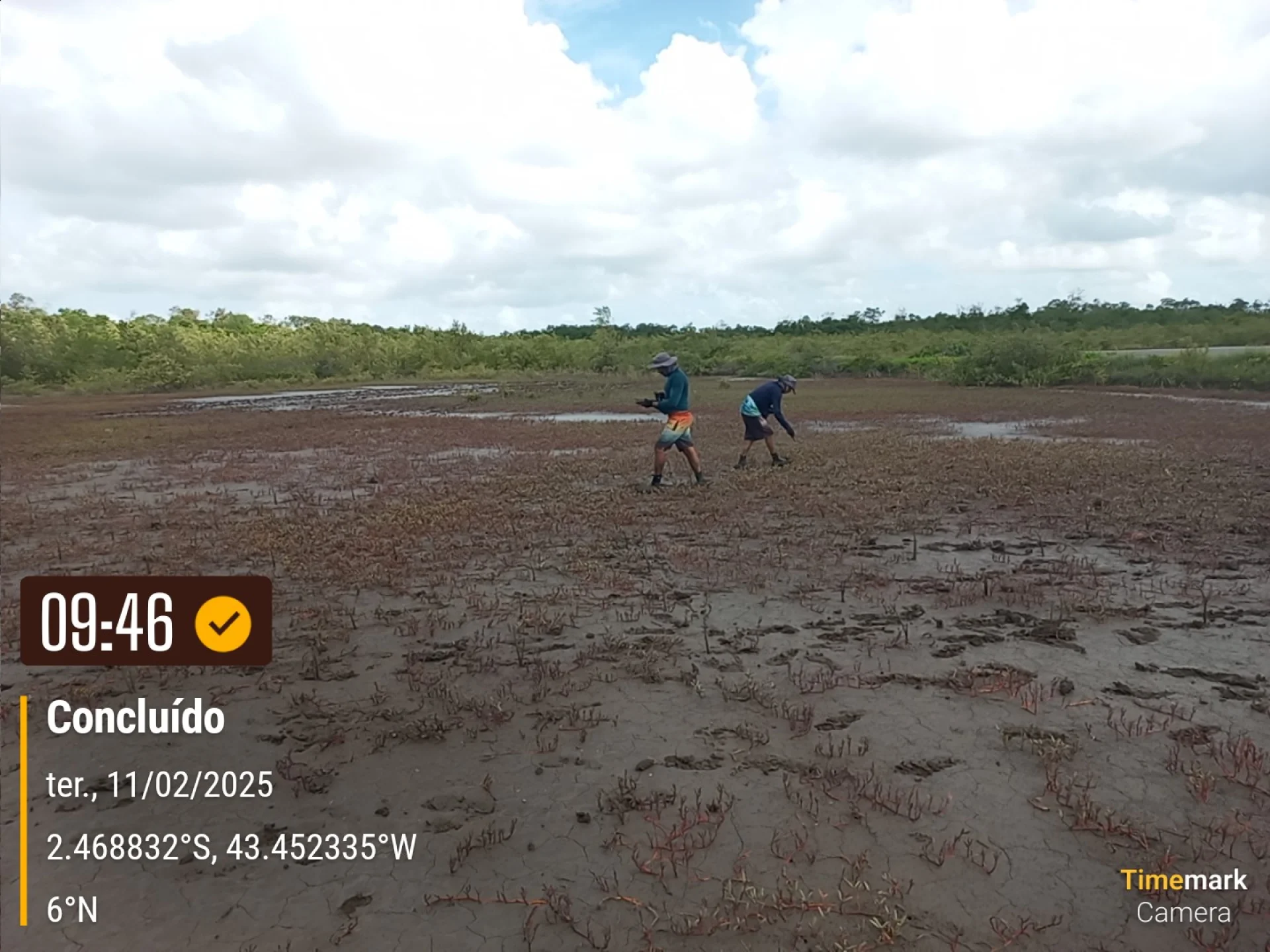 Newly planted native saplings on a restoration plot in Brazil, recorded on site as the planting is completed