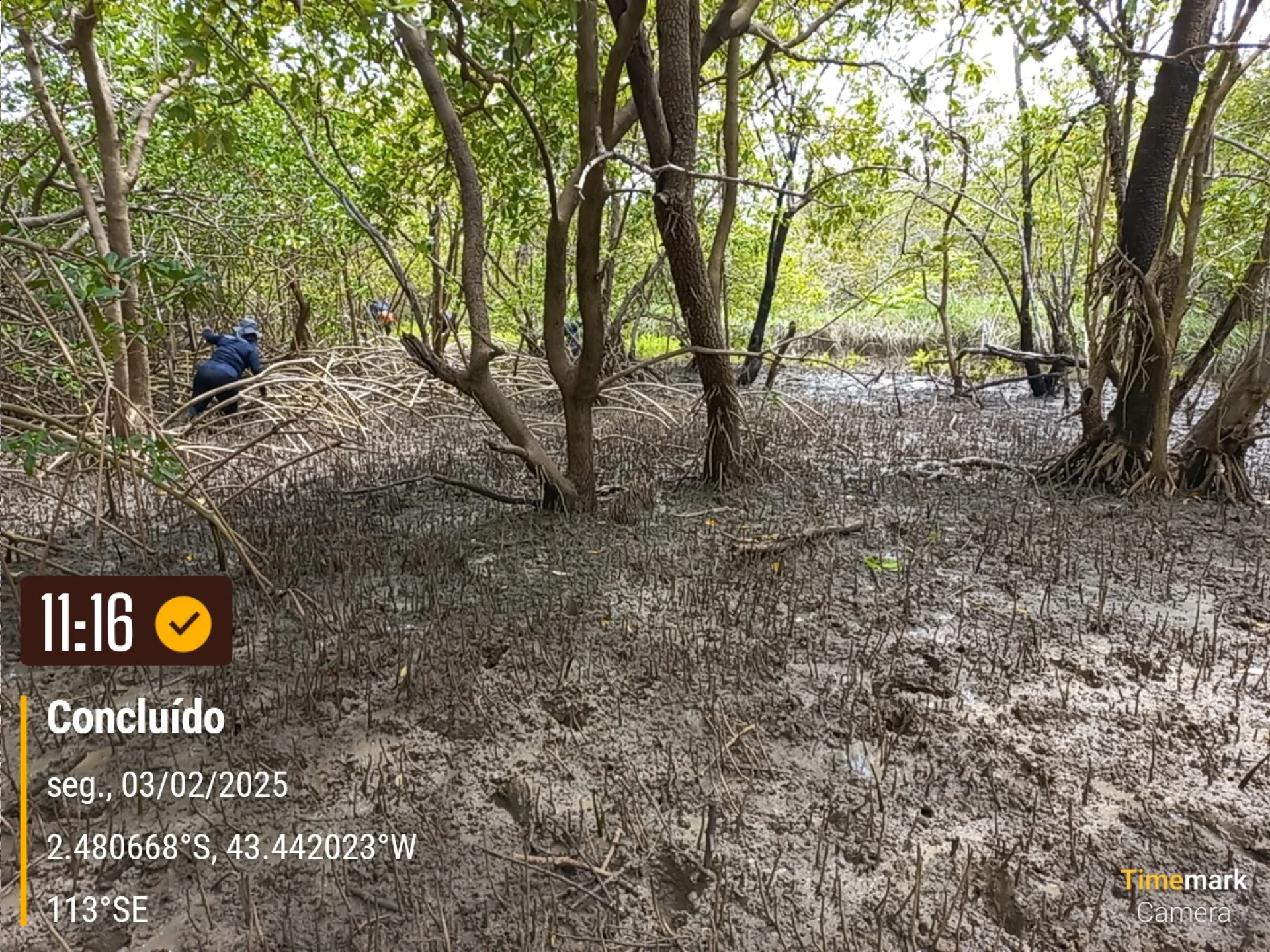 Native seedlings growing on a monitored restoration parcel in Brazil