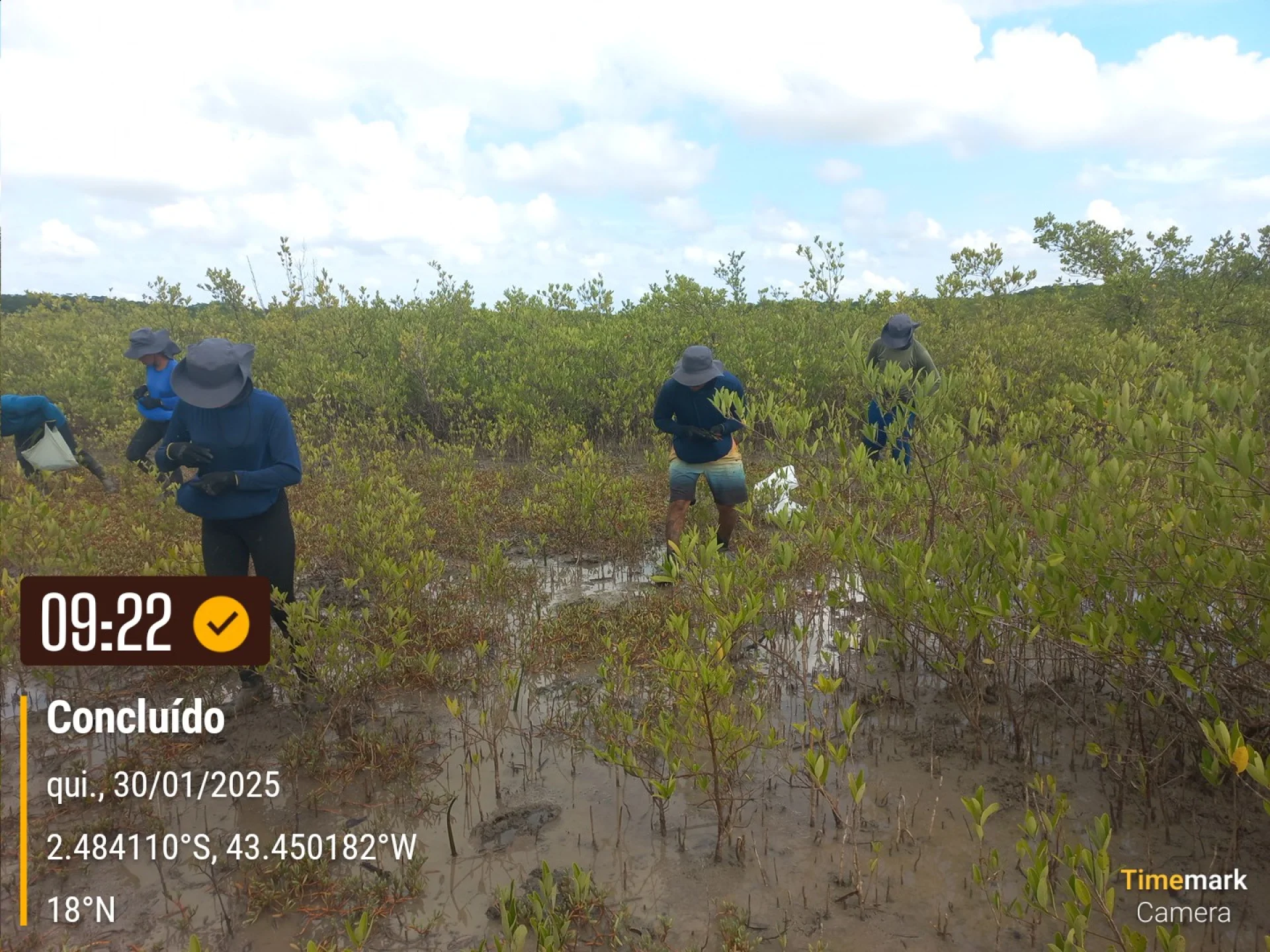 Rows of young native trees establishing on a Restoration Era planting site in Brazil