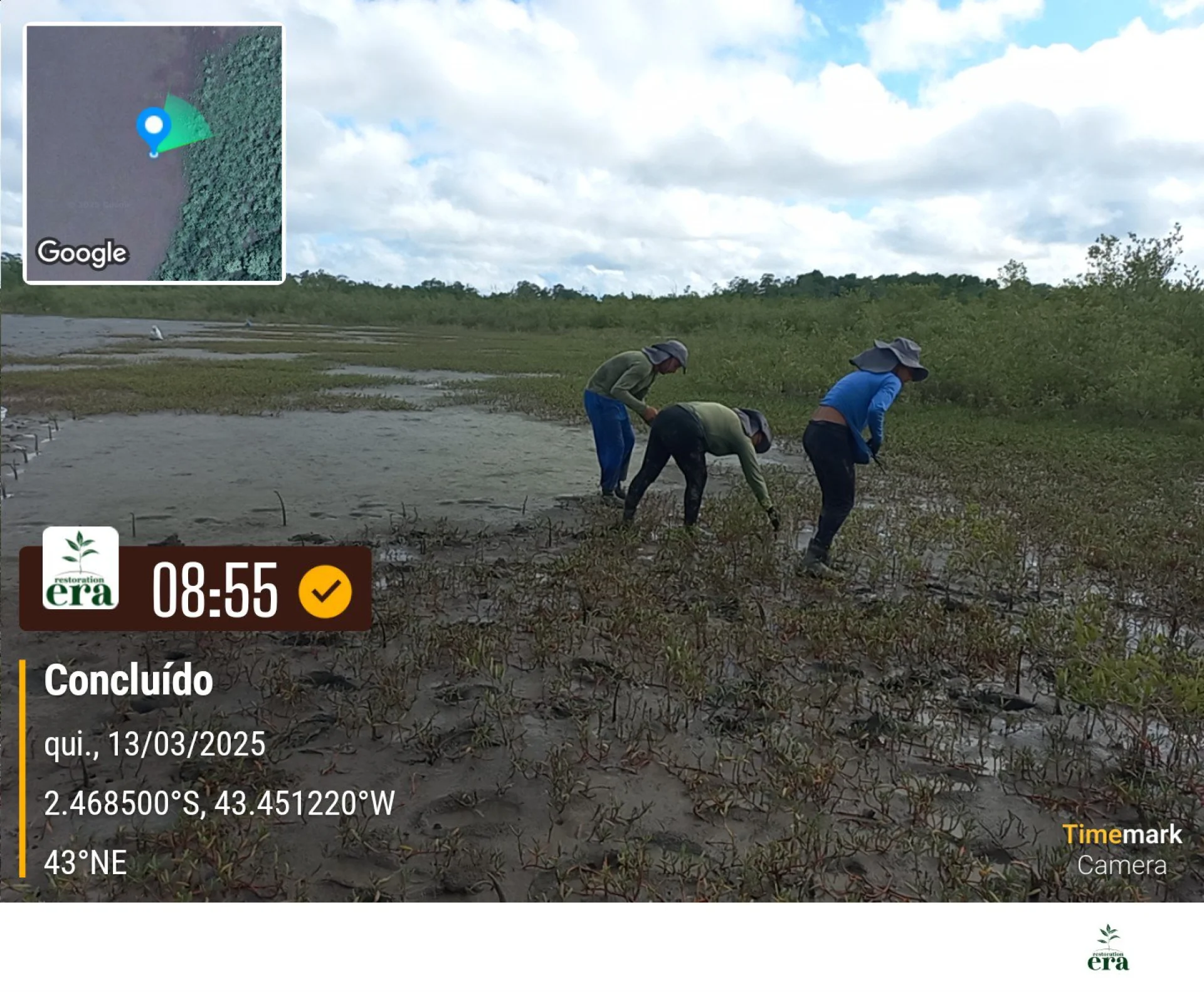 Newly planted native saplings on a restoration plot in Brazil, recorded on site as the planting is completed