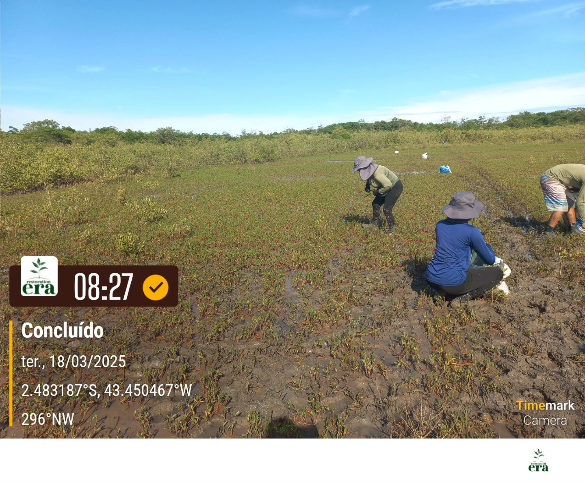 A monitored reforestation plot of young native tree seedlings at a Restoration Era planting site in Brazil, photographed during field verification