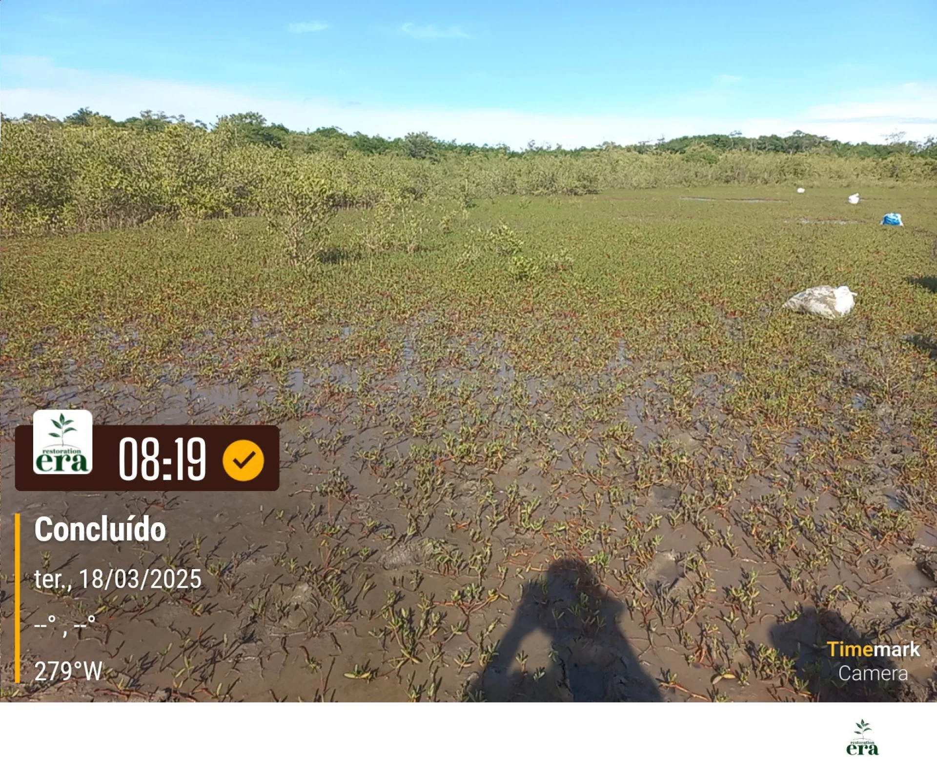 Native seedlings growing on a monitored restoration parcel in Brazil