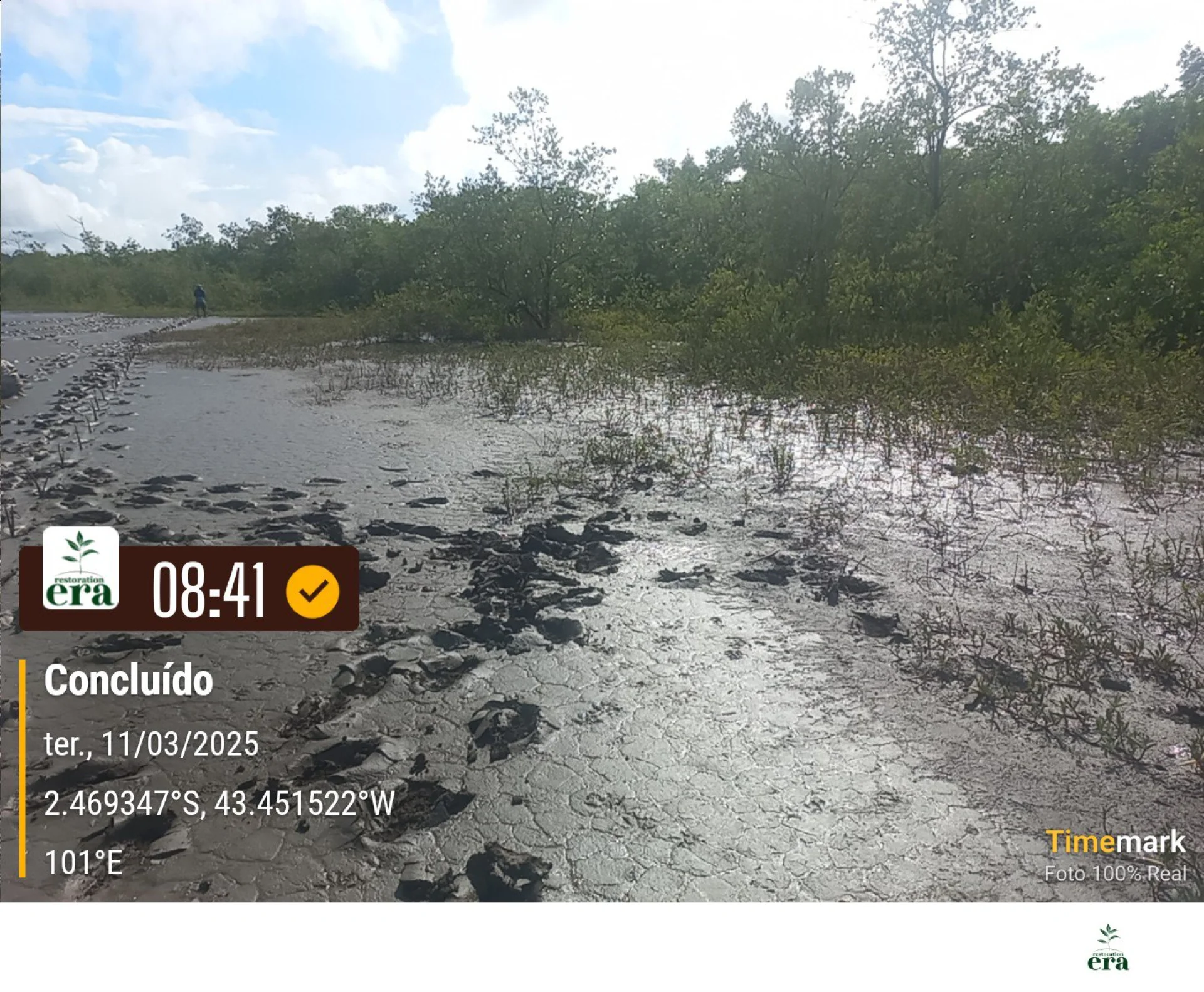 A monitored reforestation plot of young native tree seedlings at a Restoration Era planting site in Brazil, photographed during field verification
