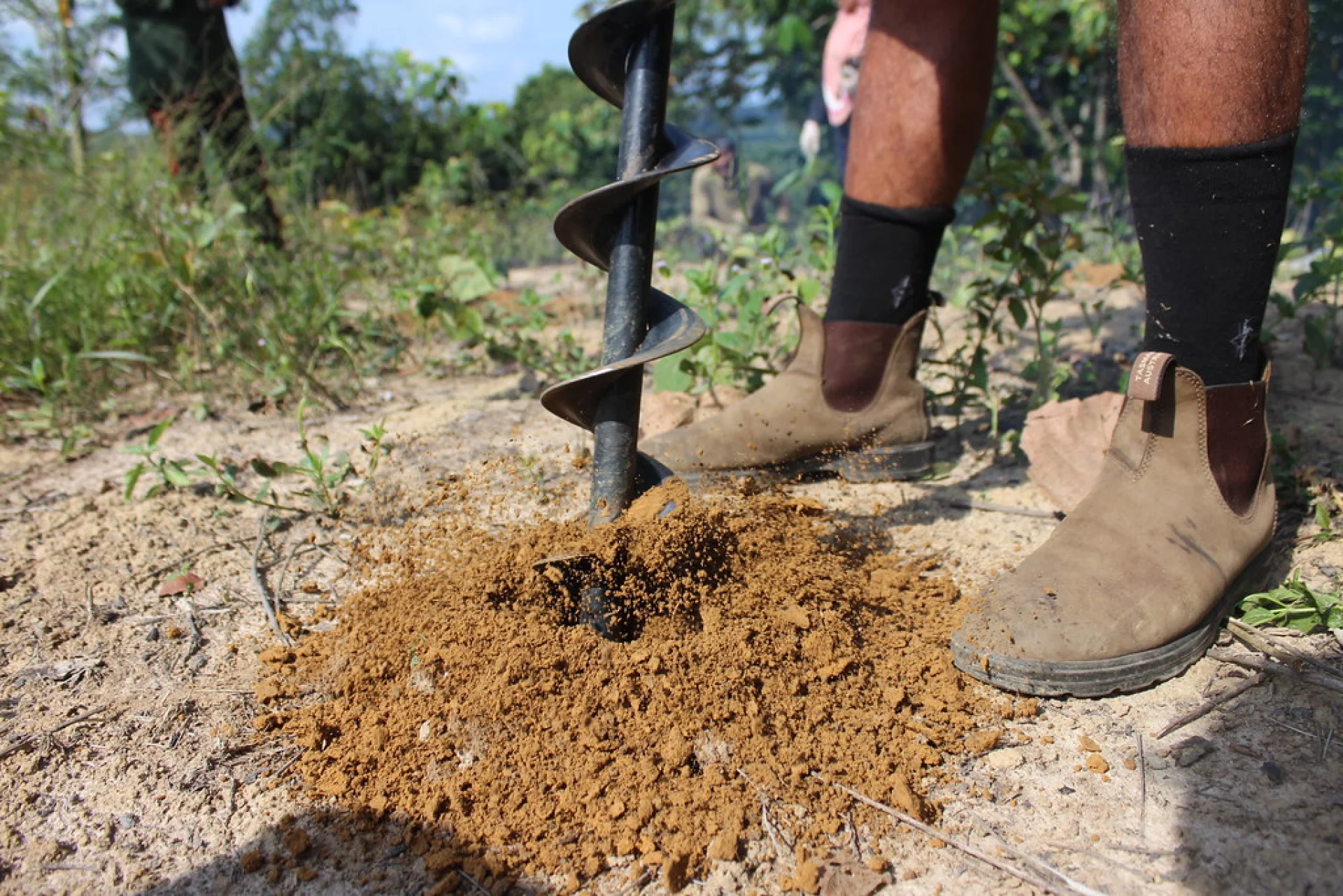 The maturing canopy of native Australian trees at an outback reforestation site