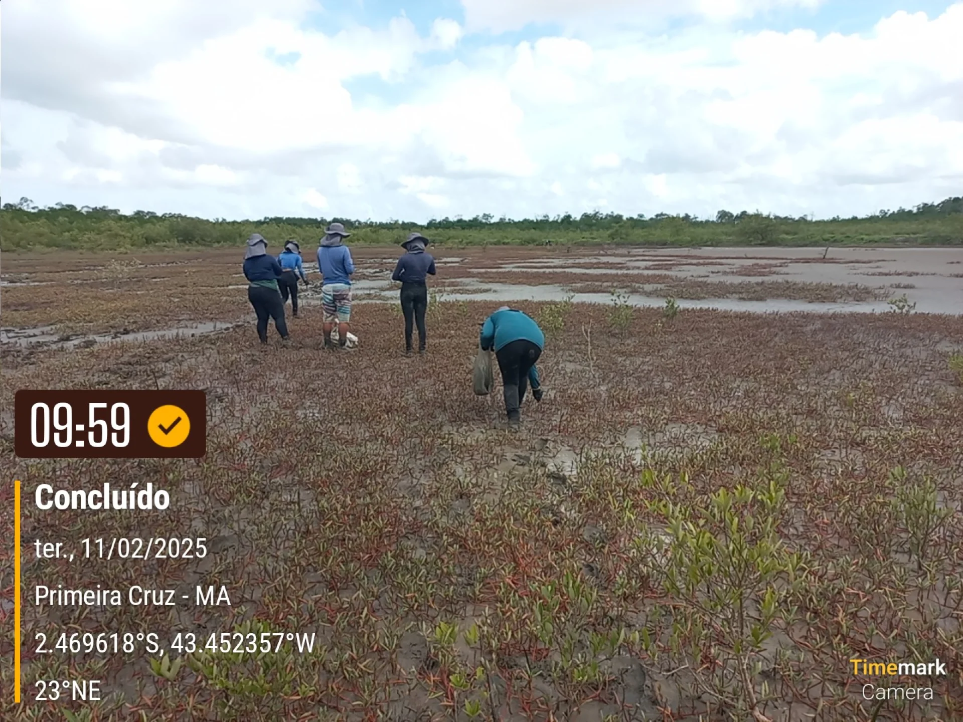 A field verification photo of a completed native-tree planting plot at Primeira Cruz, Maranhão, Brazil