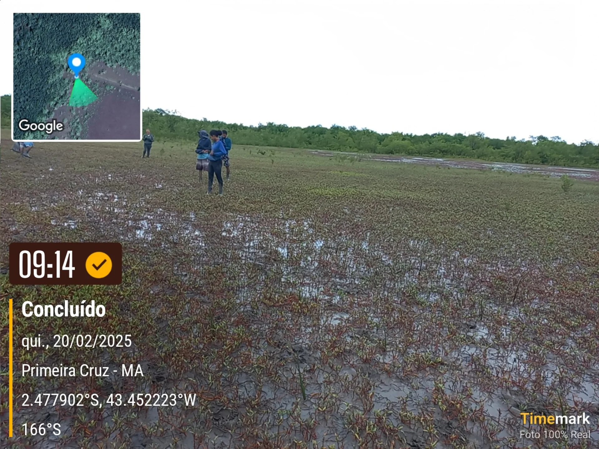 Newly planted native saplings on a restoration plot at Primeira Cruz, Maranhão, recorded on site as the planting is completed