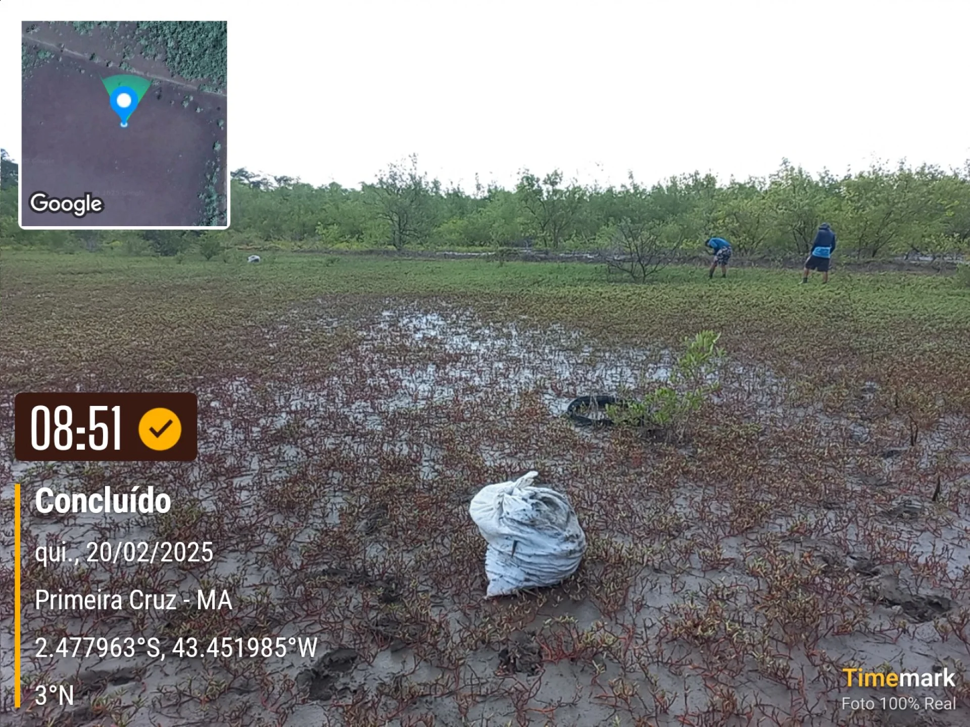 Native seedlings growing on a monitored restoration parcel at Primeira Cruz, in the Maranhão region of Brazil