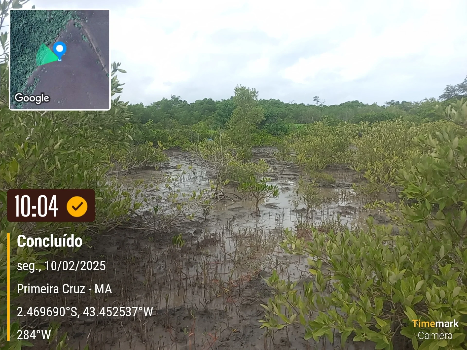 A monitored reforestation plot of young native tree seedlings at the Primeira Cruz planting site in Maranhão, northeastern Brazil, photographed during field verification