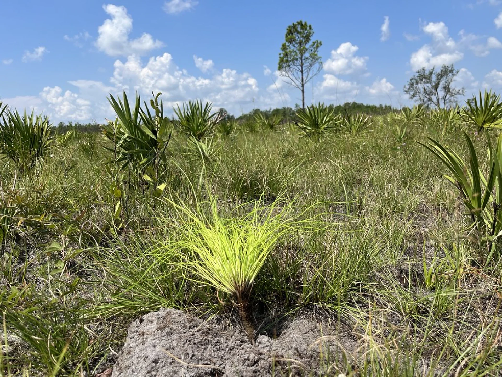 A row of young native trees on an Evertreen Florida grove restoration parcel