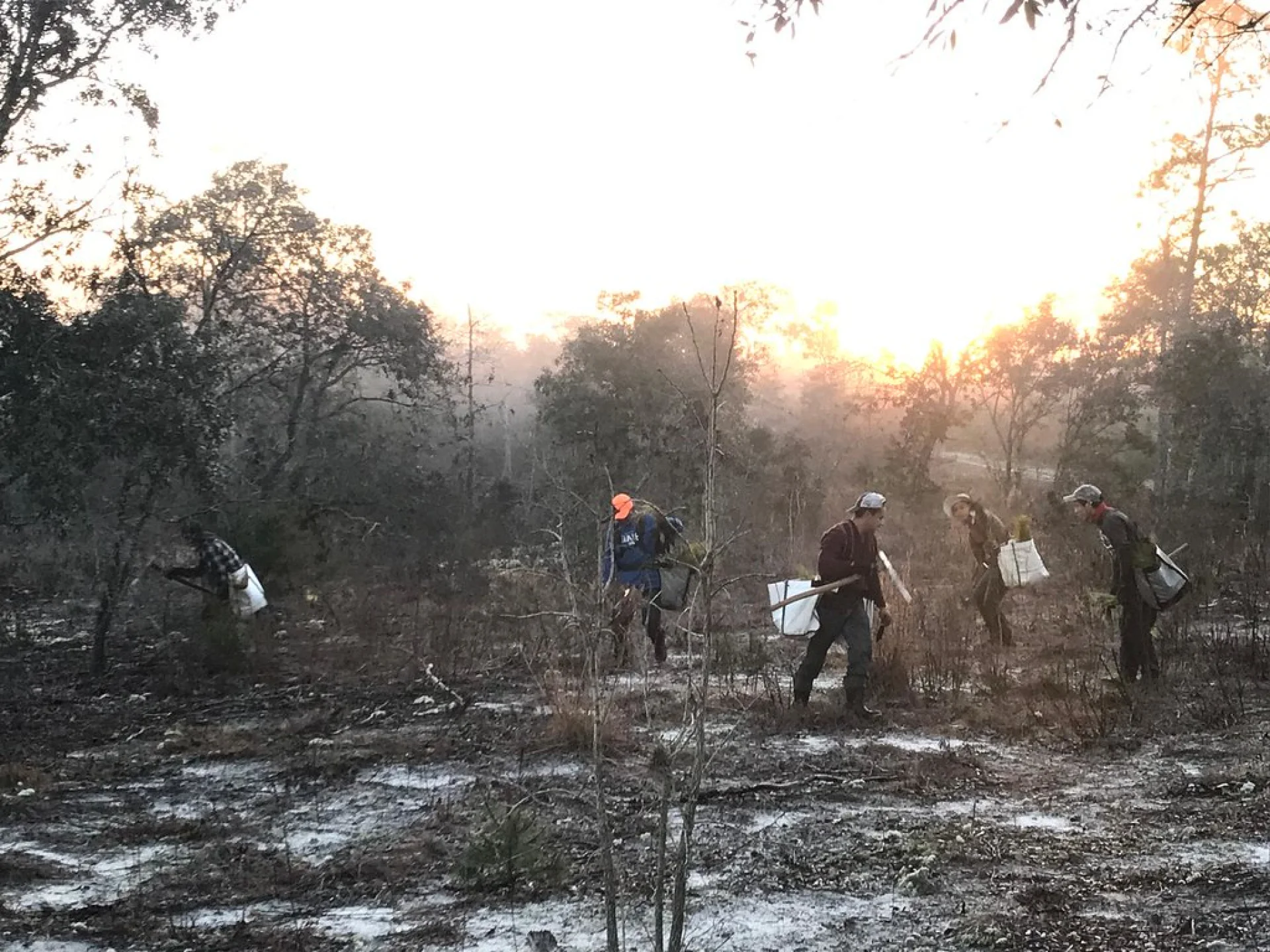 A newly planted Floridian grove parcel with rows of young native trees