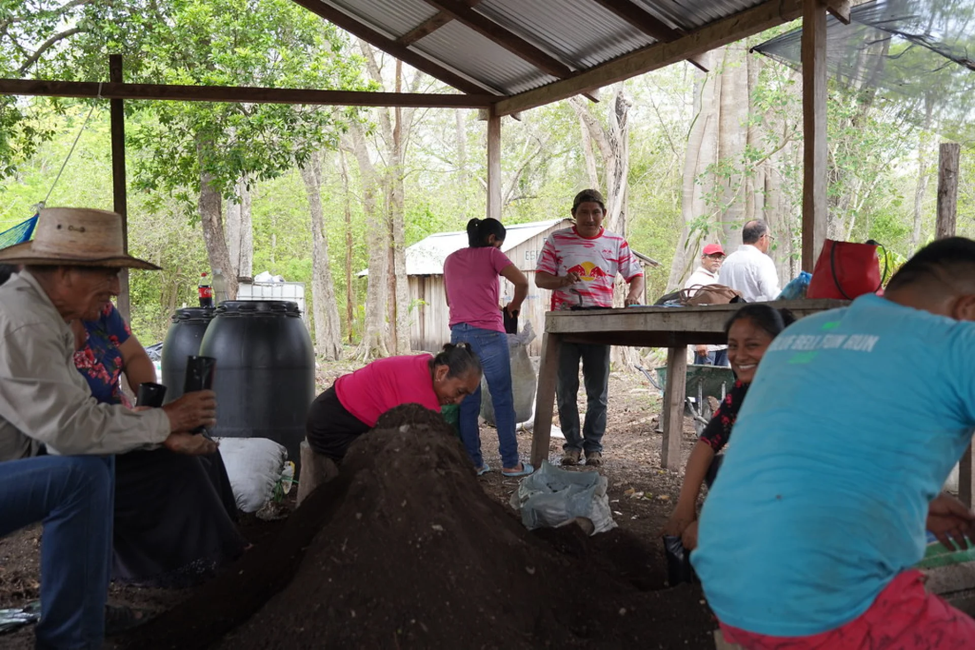 A tray of native rainforest seedlings at a Chiapas Scolel'te nursery bed