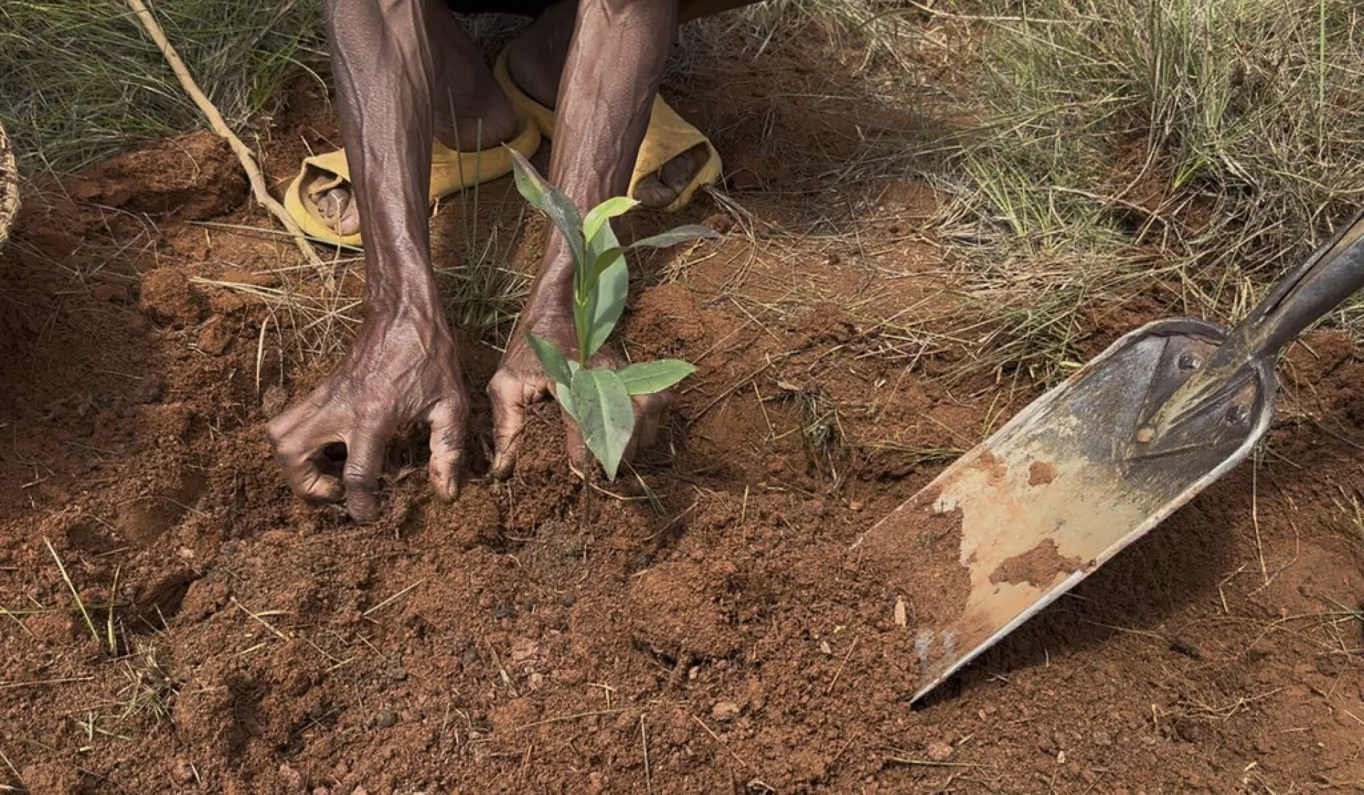 A Tsiryparma nursery worker watering young hardwood saplings