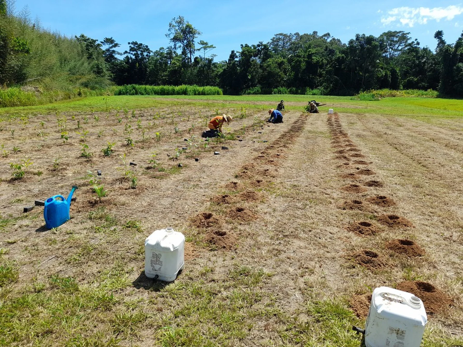 A Tsiryparma nursery worker watering young hardwood saplings