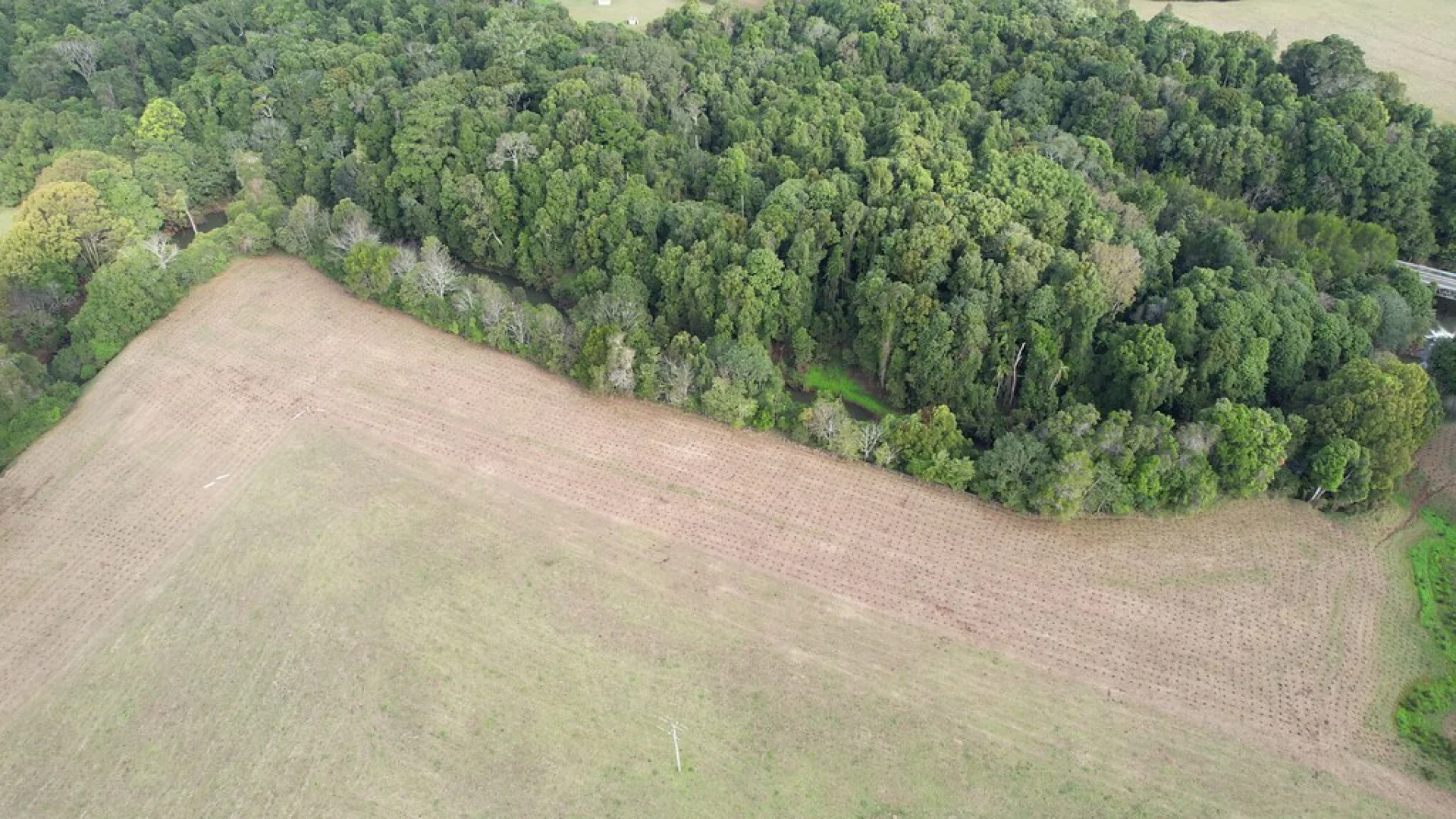 A restoration site in northern Australia, red soil dotted with young native trees