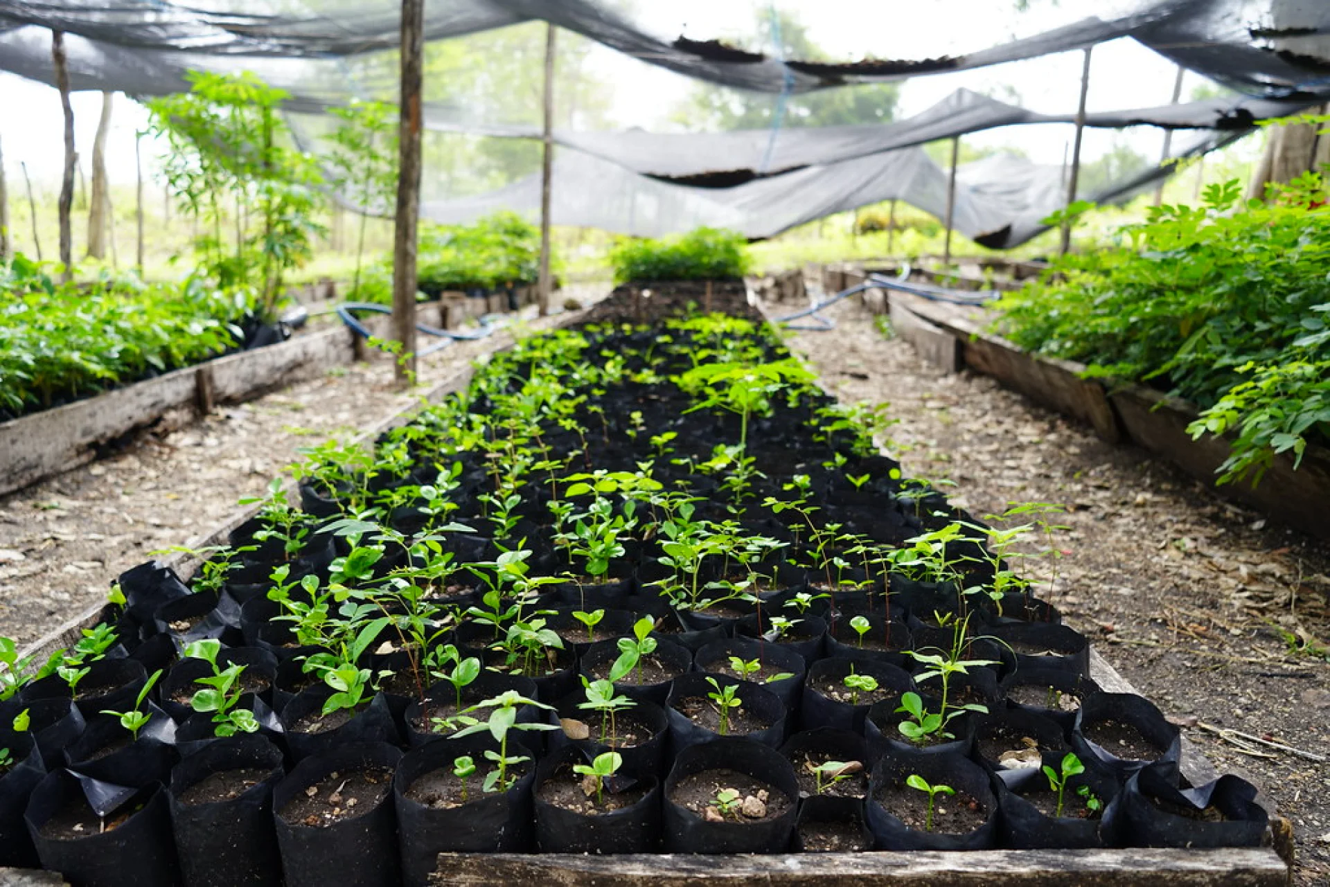 A Plan Vivo certified agroforestry parcel in southern Mexico, native trees mixed with crops