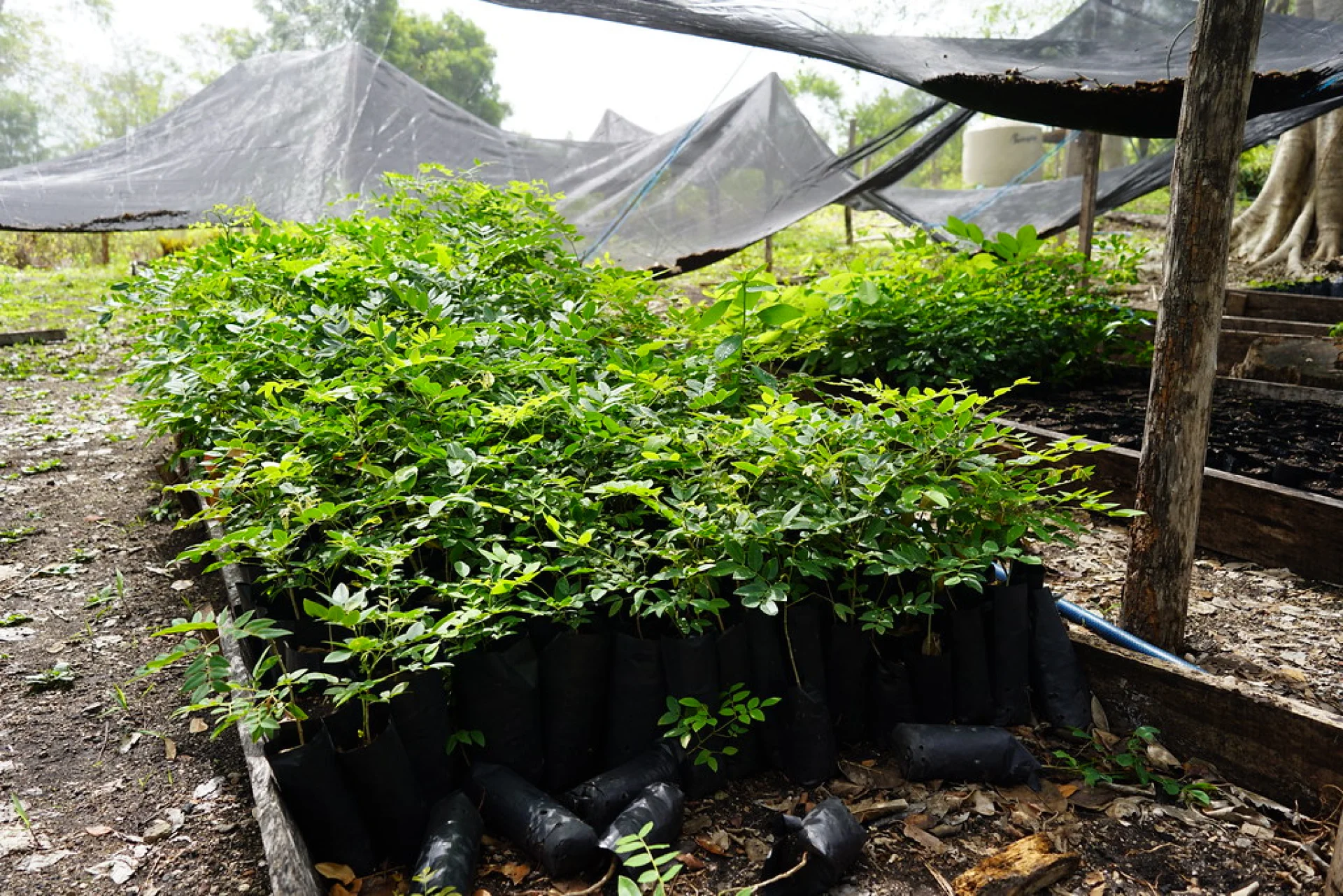 A Plan Vivo certified agroforestry parcel in southern Mexico, native trees mixed with crops