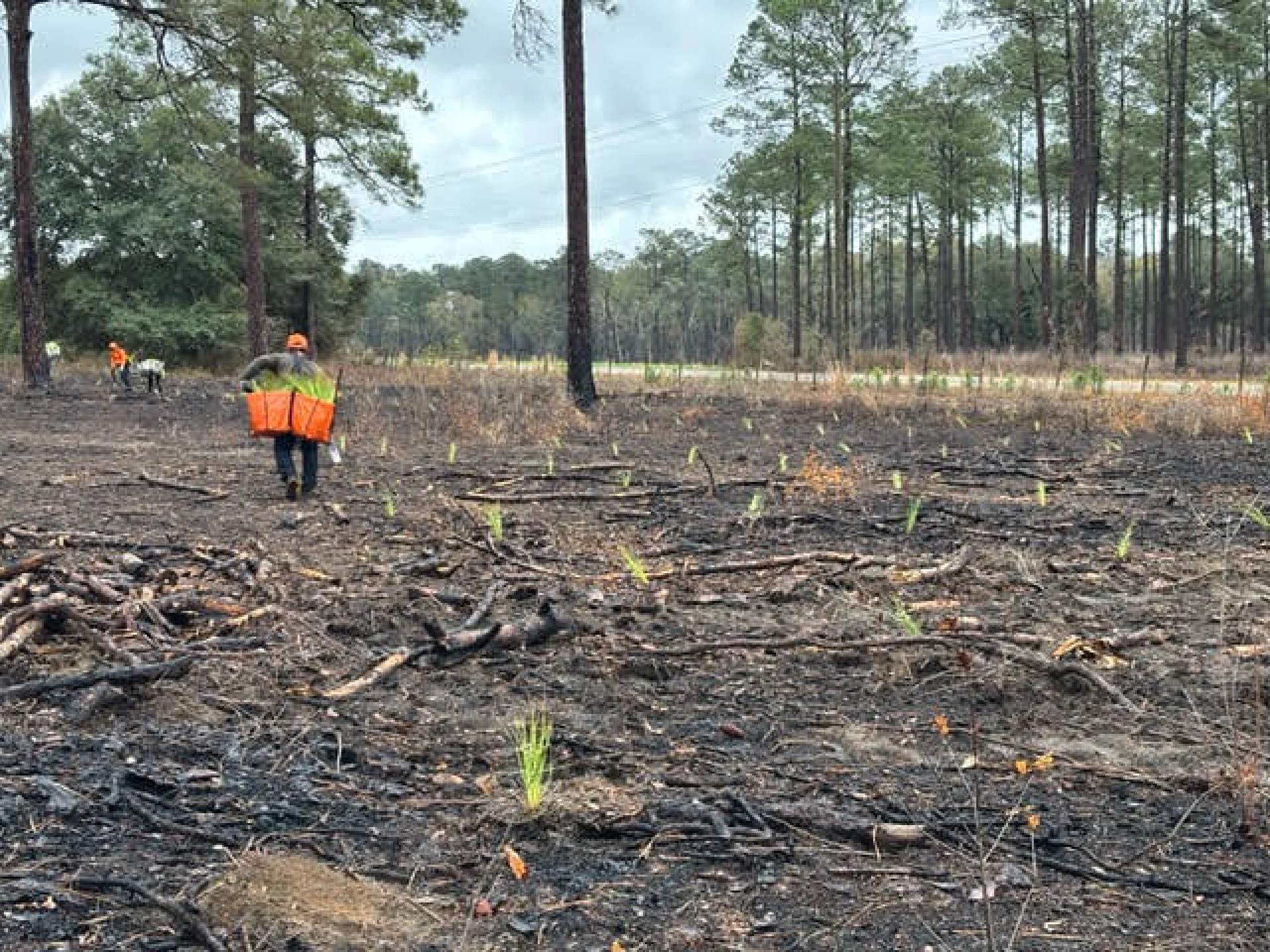 A recovering Florida grove parcel with young native trees, viewed from ground level