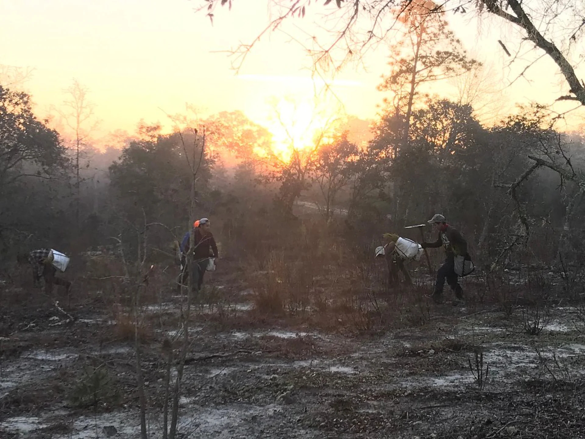 A recovering native tree parcel in Florida with young saplings and irrigation