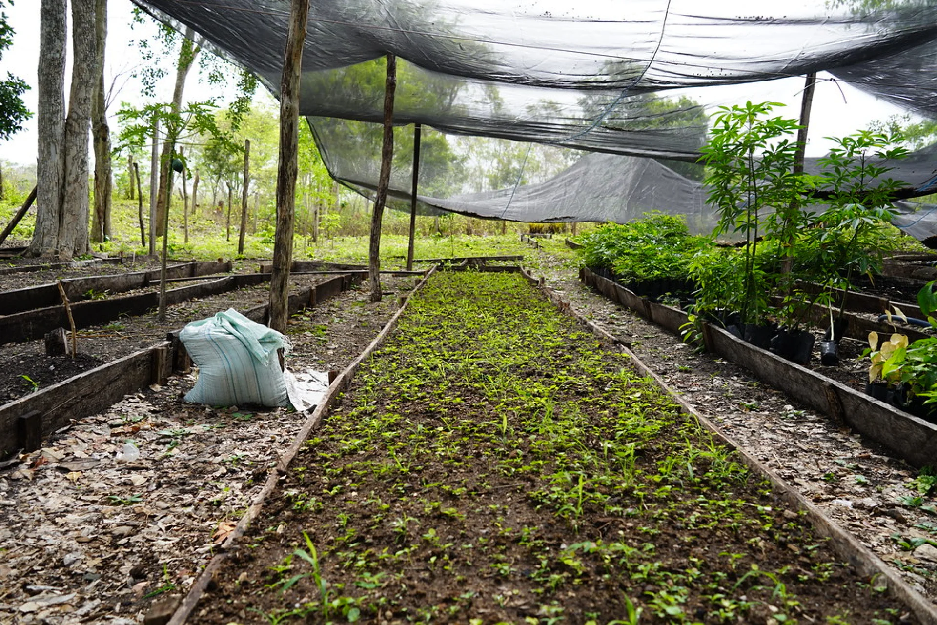 A plot recovering from slash-and-burn agriculture in the Chiapas highlands