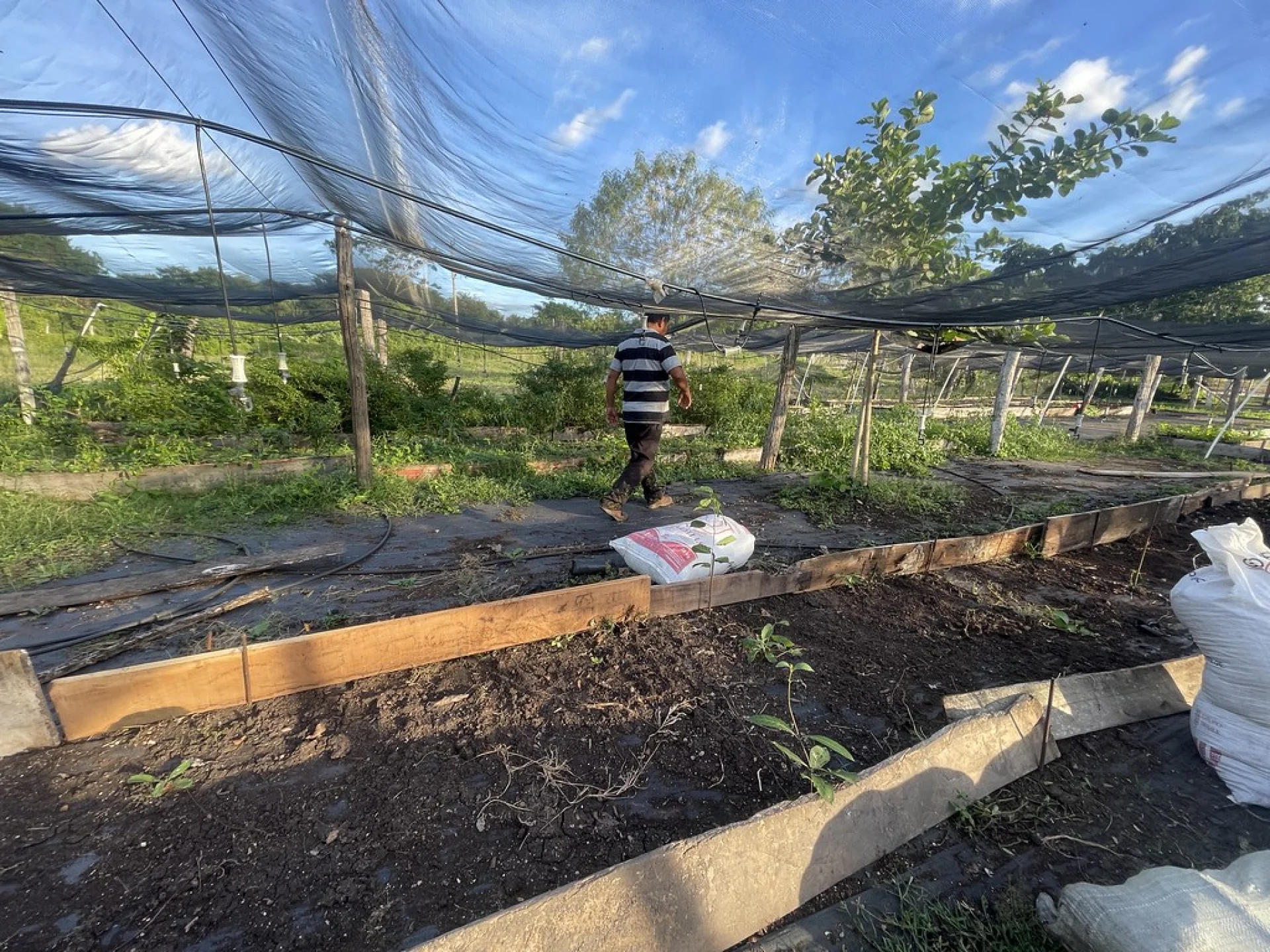 A plot recovering from slash-and-burn agriculture in the Chiapas highlands