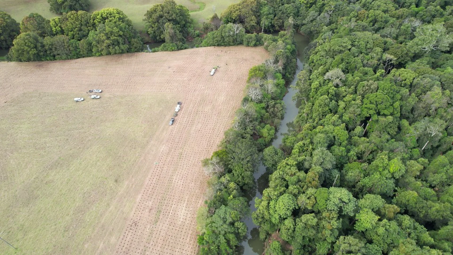 The recovering understory of an Australian native forest restoration plot