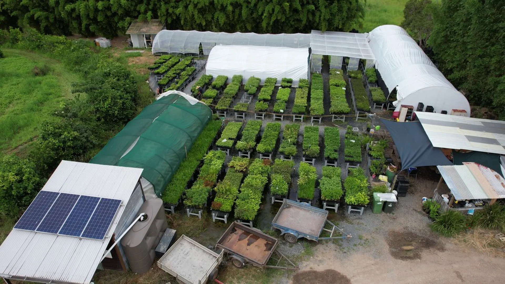 The recovering understory of an Australian native forest restoration plot