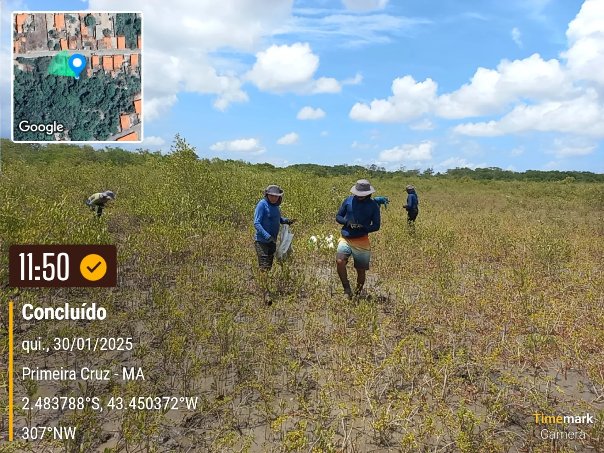 Native seedlings growing on a monitored restoration parcel at Primeira Cruz, in the Maranhão region of Brazil