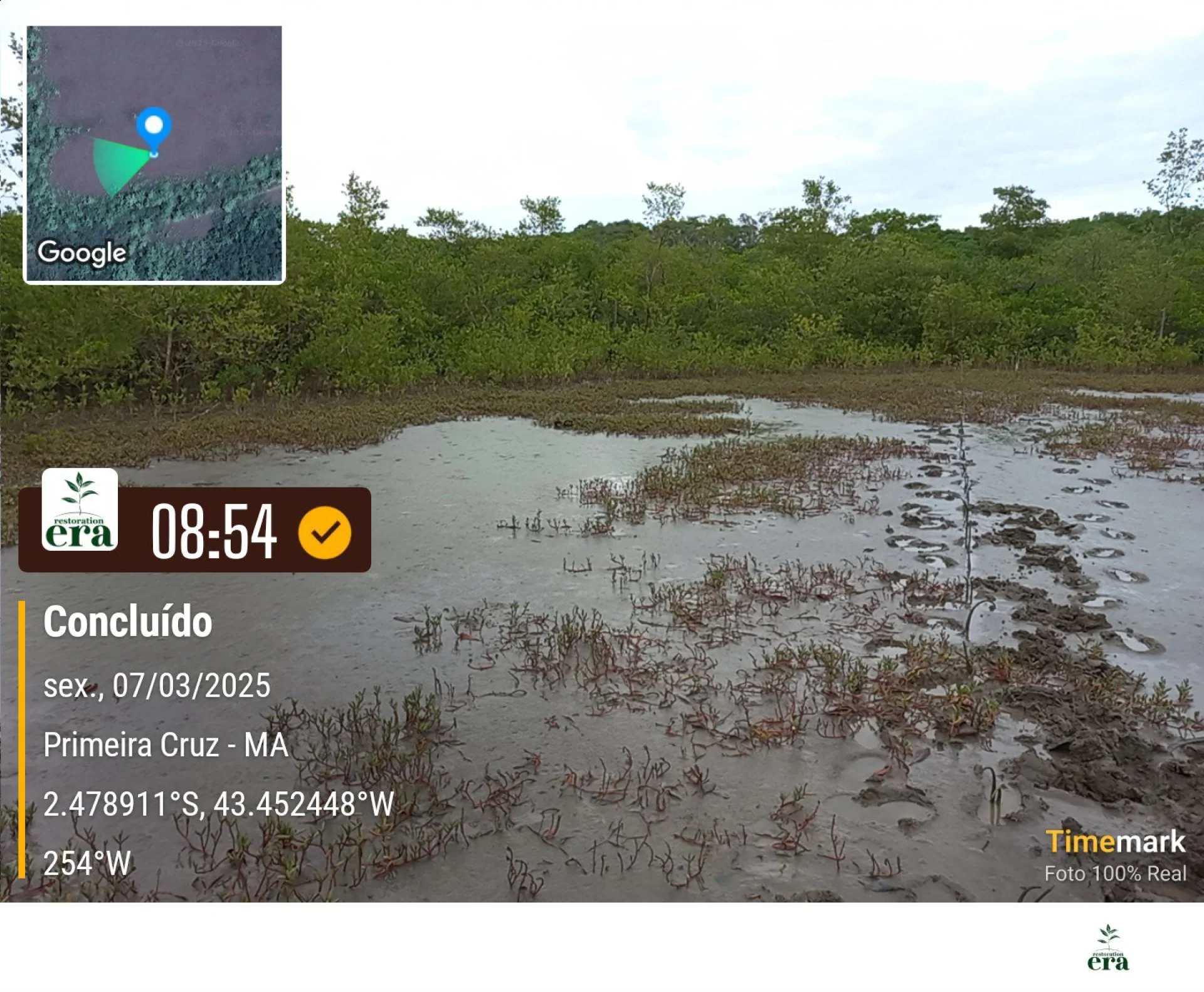 A field verification photo of a completed native-tree planting plot at Primeira Cruz, Maranhão, Brazil