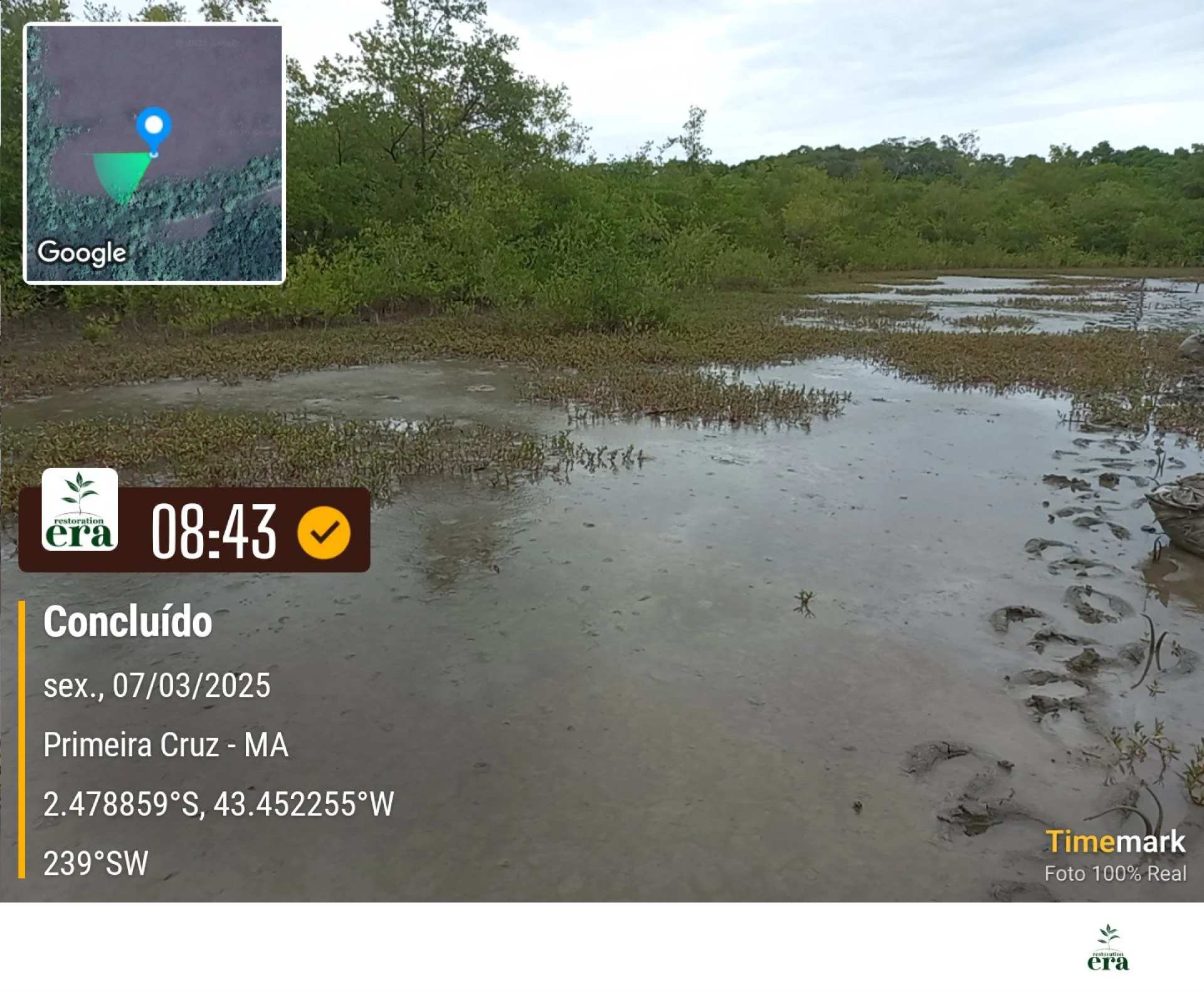 Newly planted native saplings on a restoration plot at Primeira Cruz, Maranhão, recorded on site as the planting is completed