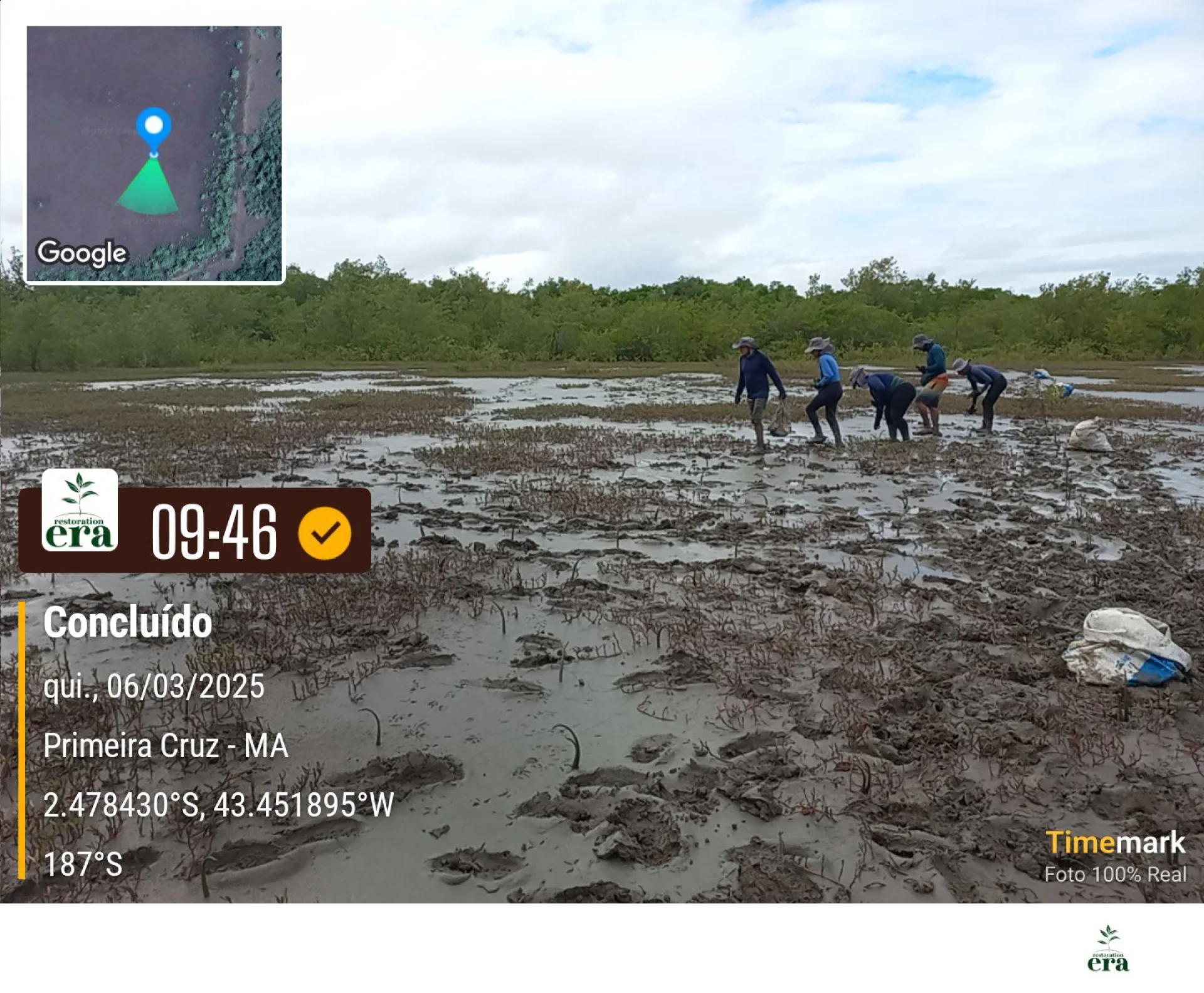 A monitored reforestation plot of young native tree seedlings at the Primeira Cruz planting site in Maranhão, northeastern Brazil, photographed during field verification
