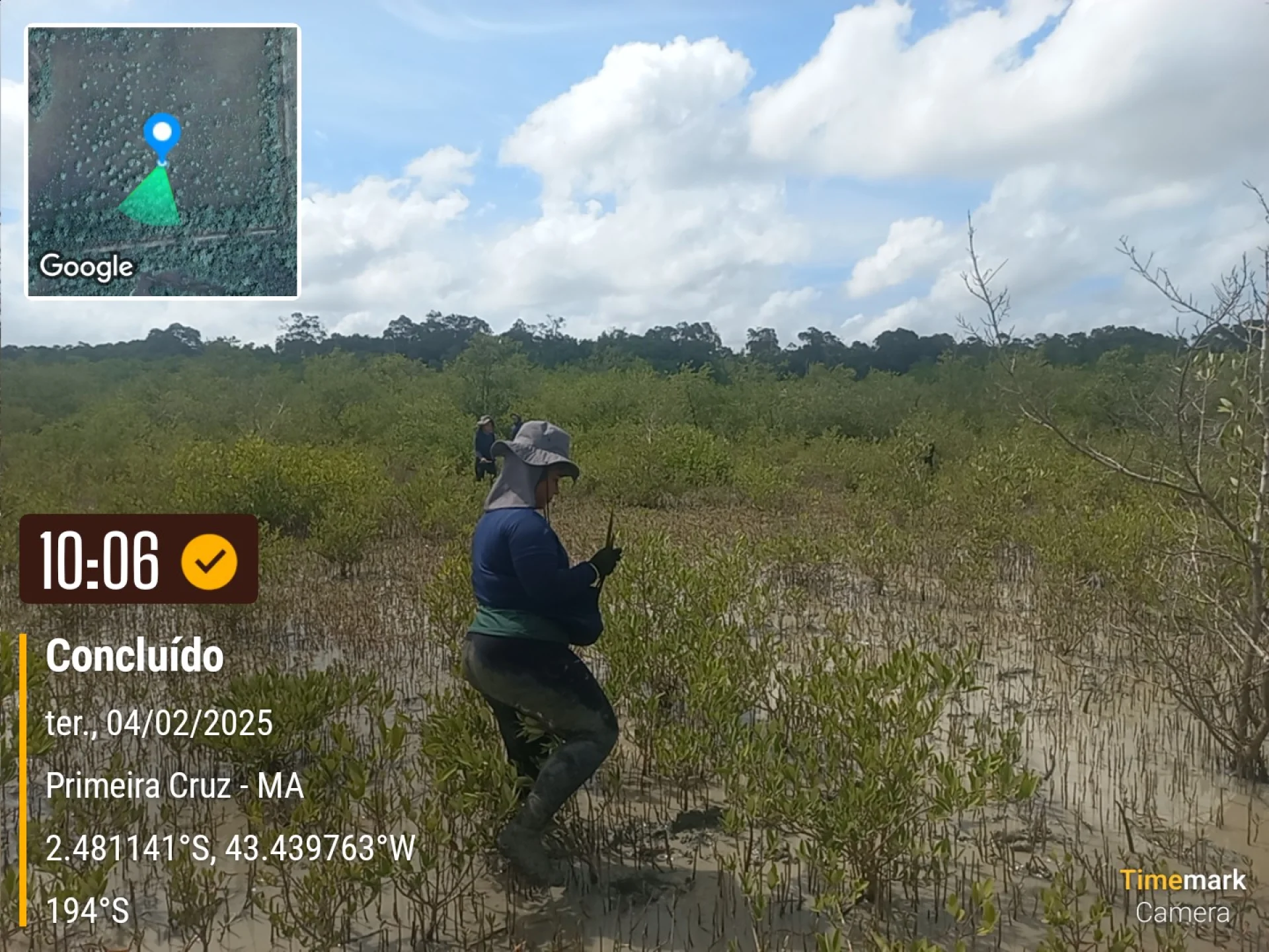 Newly planted native saplings on a restoration plot in Brazil, recorded on site as the planting is completed