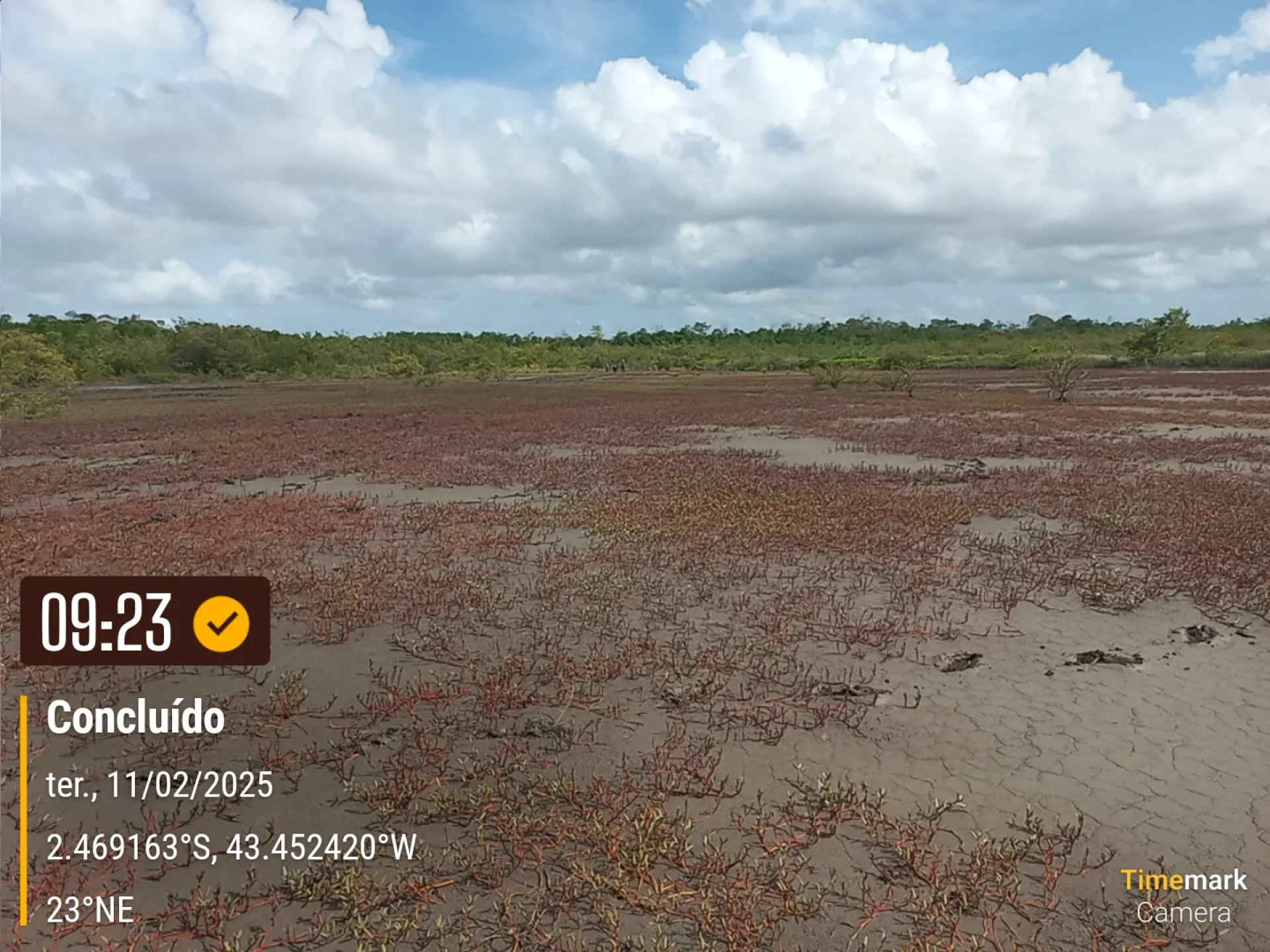 Rows of young native trees establishing on a Restoration Era planting site in Brazil