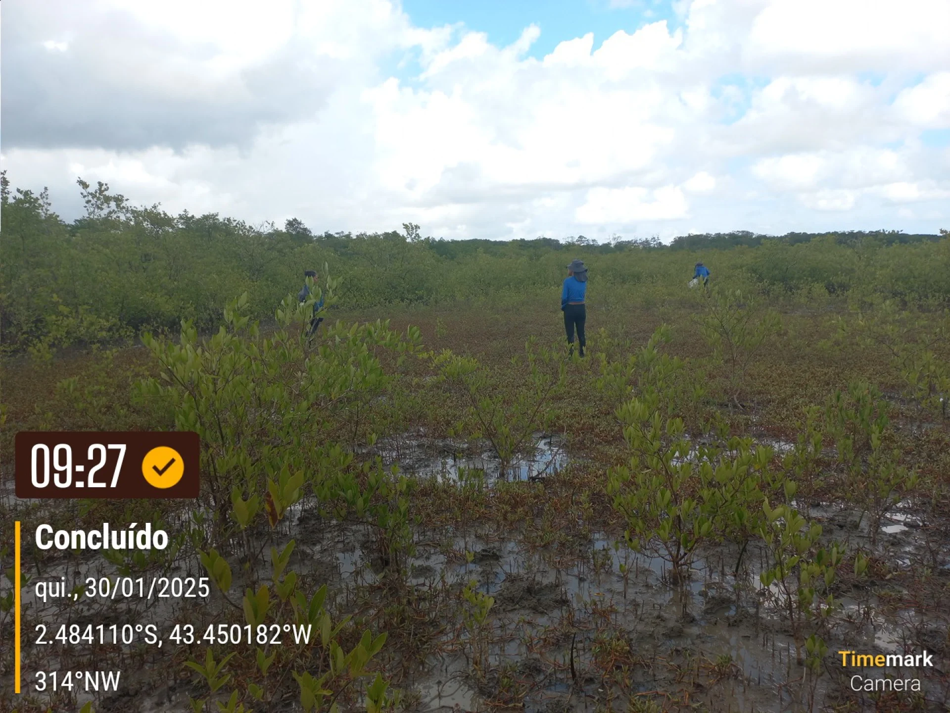 Native seedlings growing on a monitored restoration parcel in Brazil