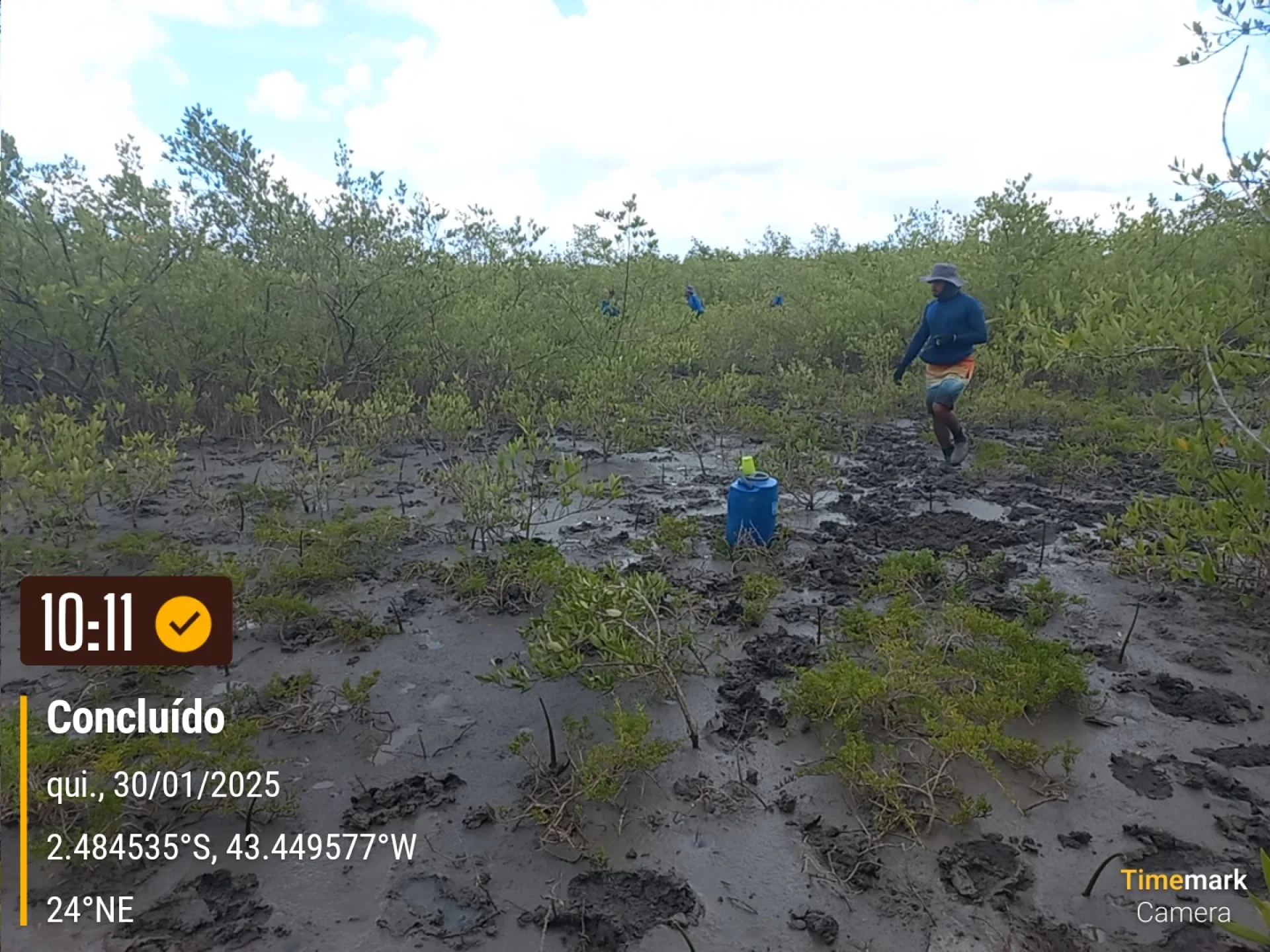 A monitored reforestation plot of young native tree seedlings at a Restoration Era planting site in Brazil, photographed during field verification