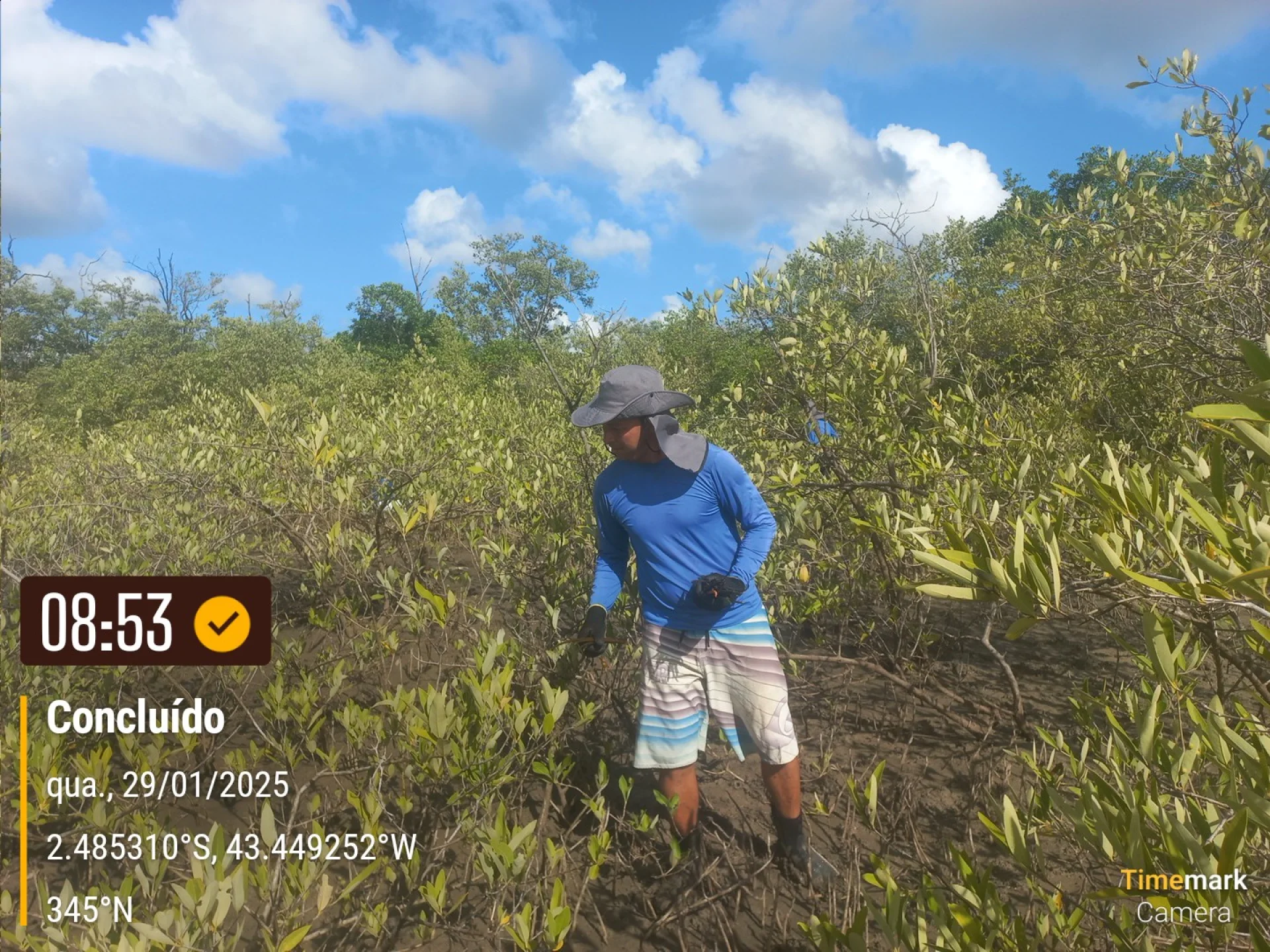 Newly planted native saplings on a restoration plot in Brazil, recorded on site as the planting is completed