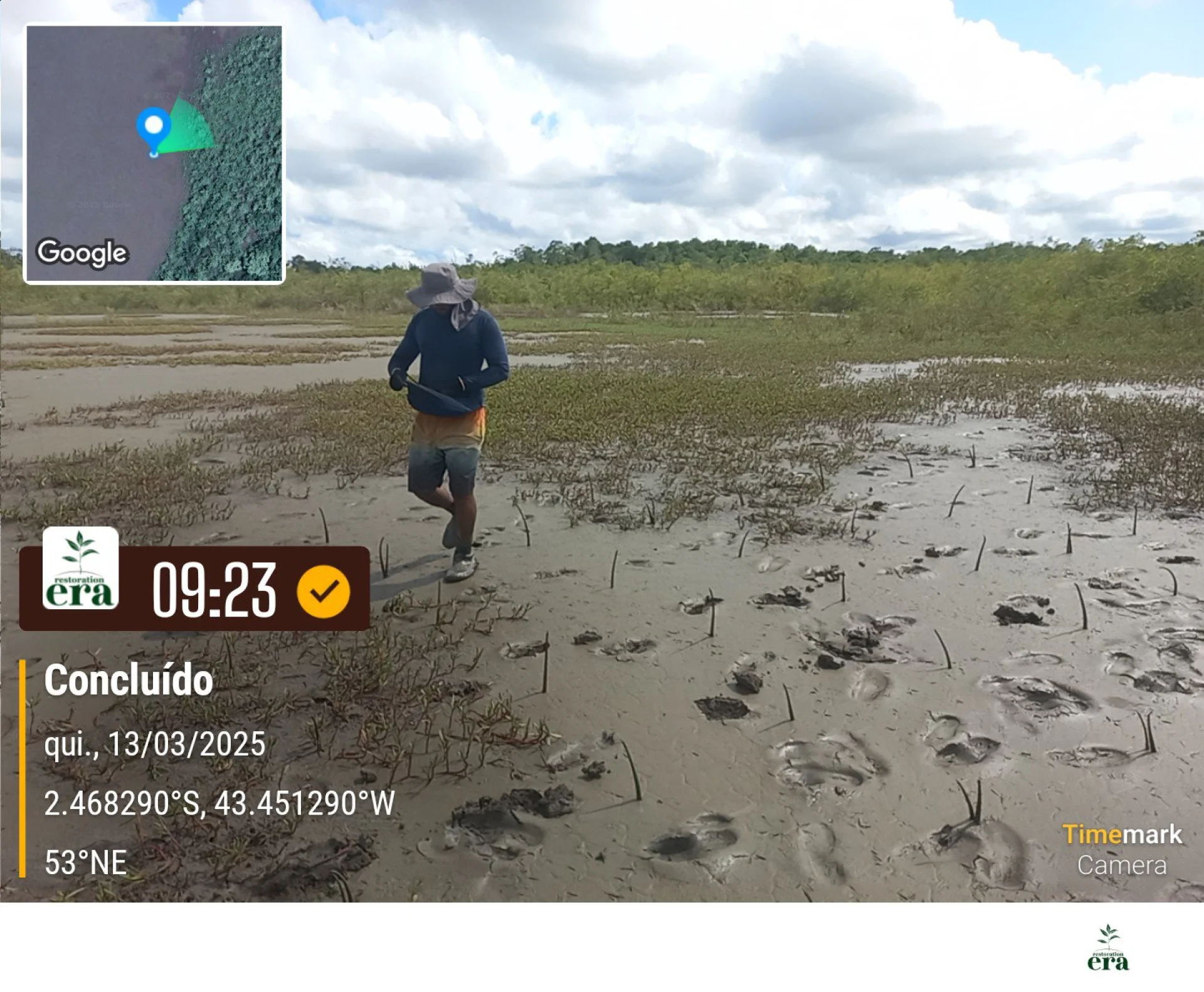 A monitored reforestation plot of young native tree seedlings at a Restoration Era planting site in Brazil, photographed during field verification