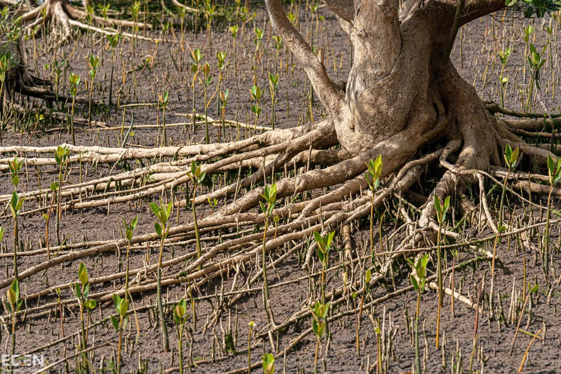 A young tree seedling on an Evertreen reforestation site in the Nepalese Himalayan foothills