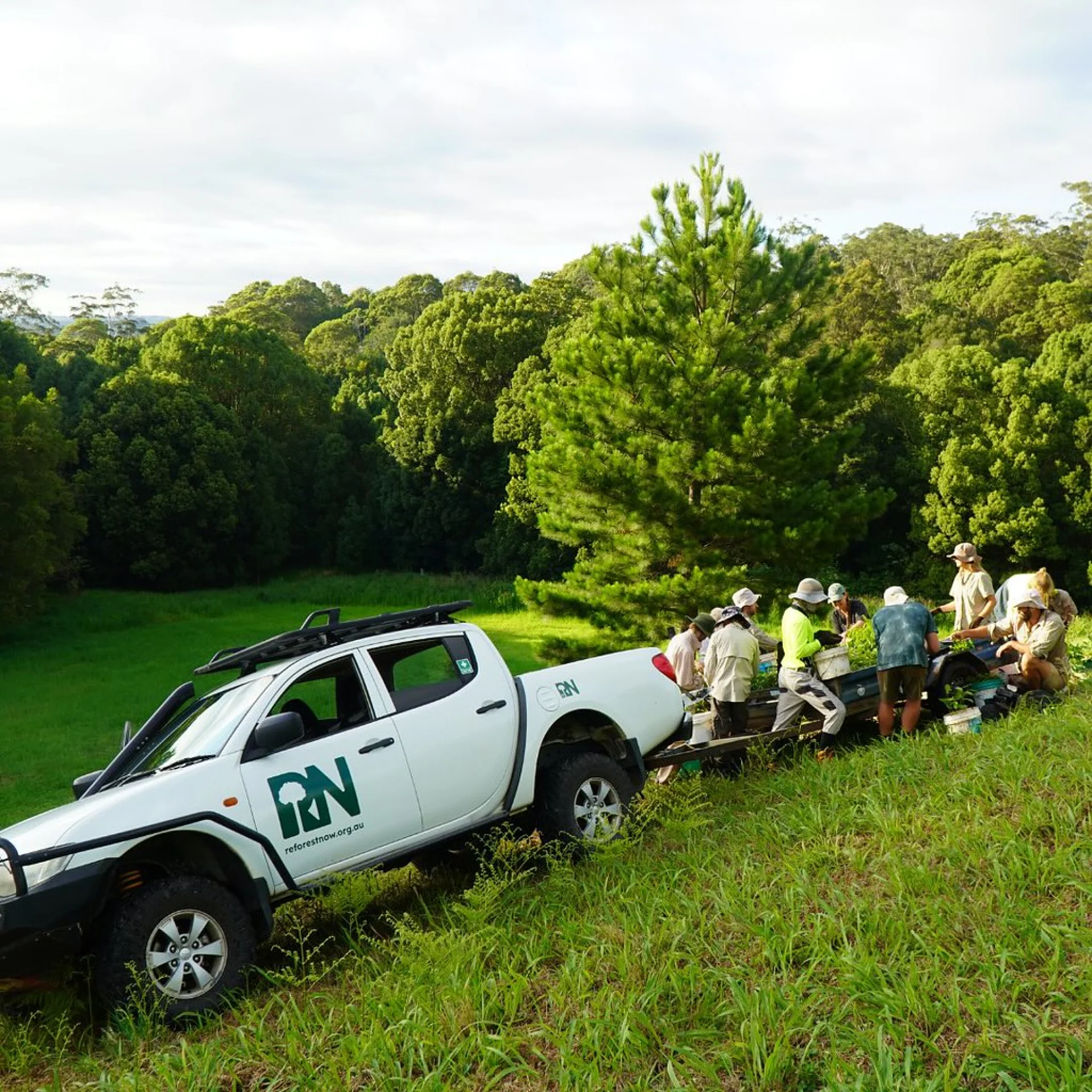 A former pasture parcel being converted back to native Australian forest