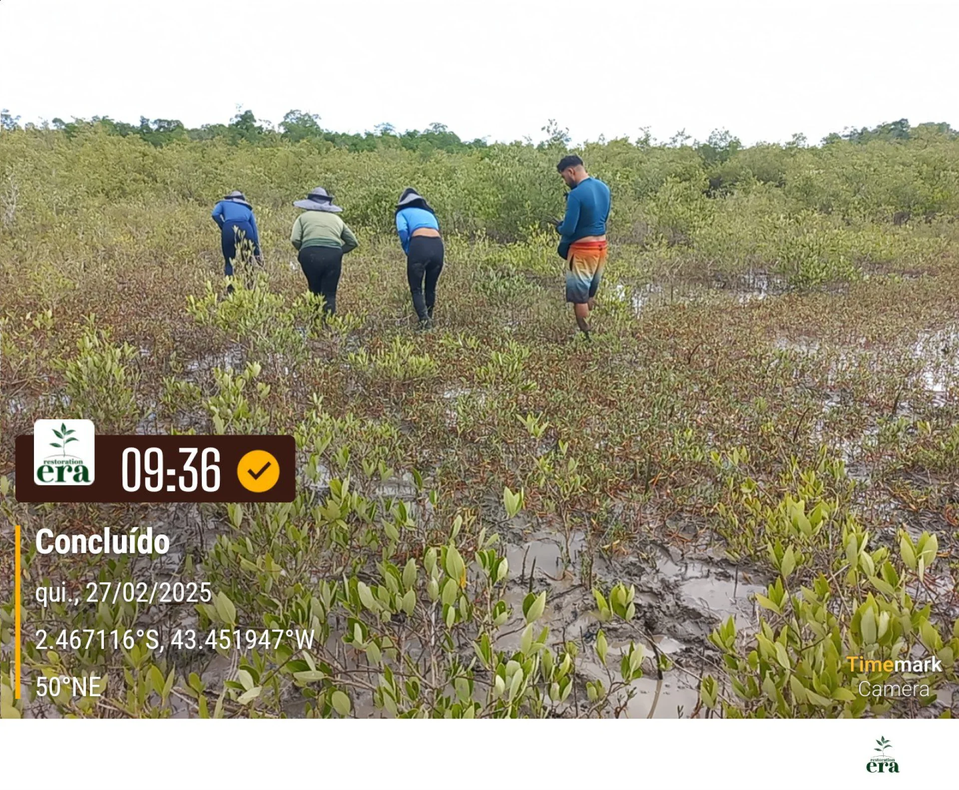A monitored reforestation plot of young native tree seedlings at a Restoration Era planting site in Brazil, photographed during field verification