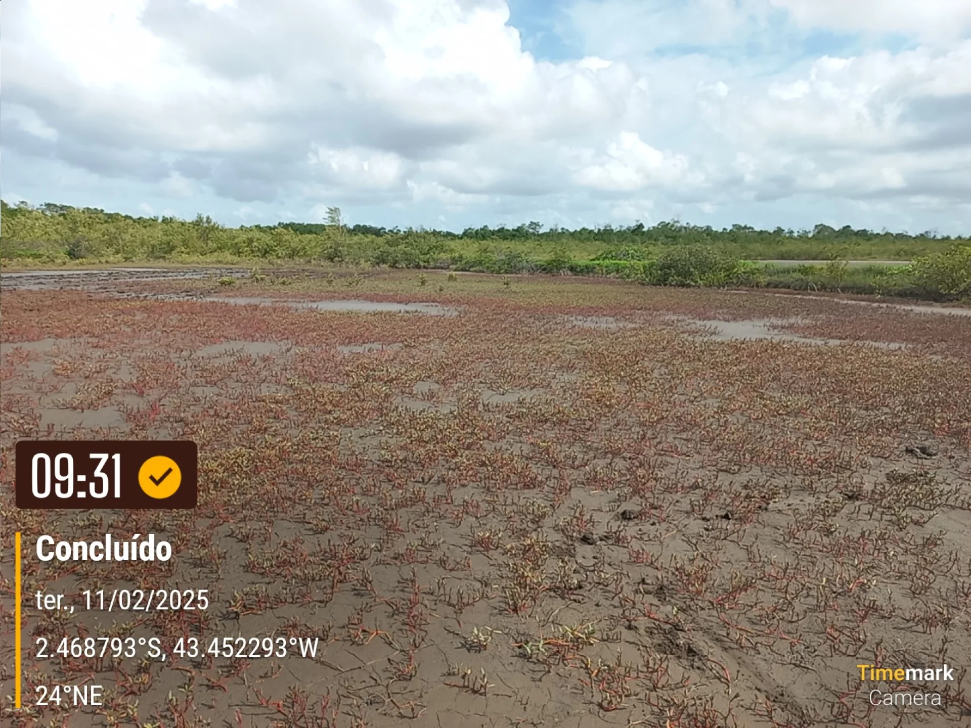 Newly planted native saplings on a restoration plot in Brazil, recorded on site as the planting is completed