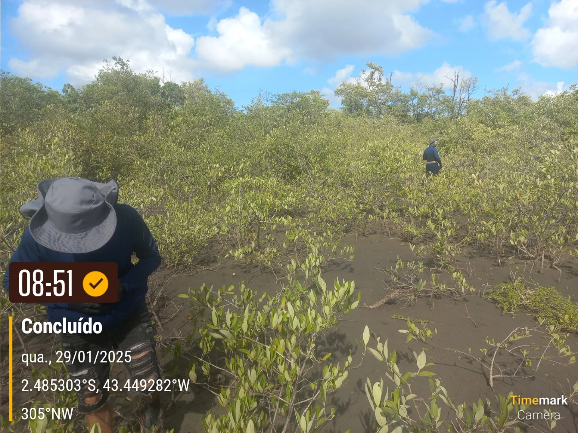 Rows of young native trees establishing on a Restoration Era planting site in Brazil