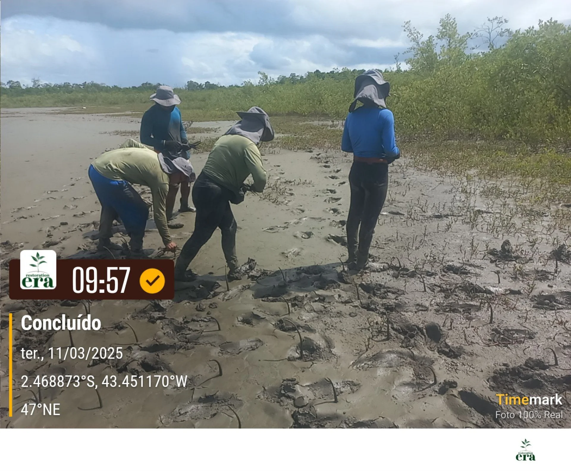 Native seedlings growing on a monitored restoration parcel in Brazil