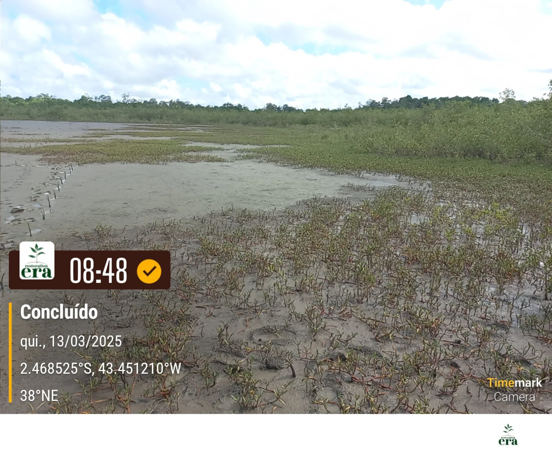 Newly planted native saplings on a restoration plot in Brazil, recorded on site as the planting is completed