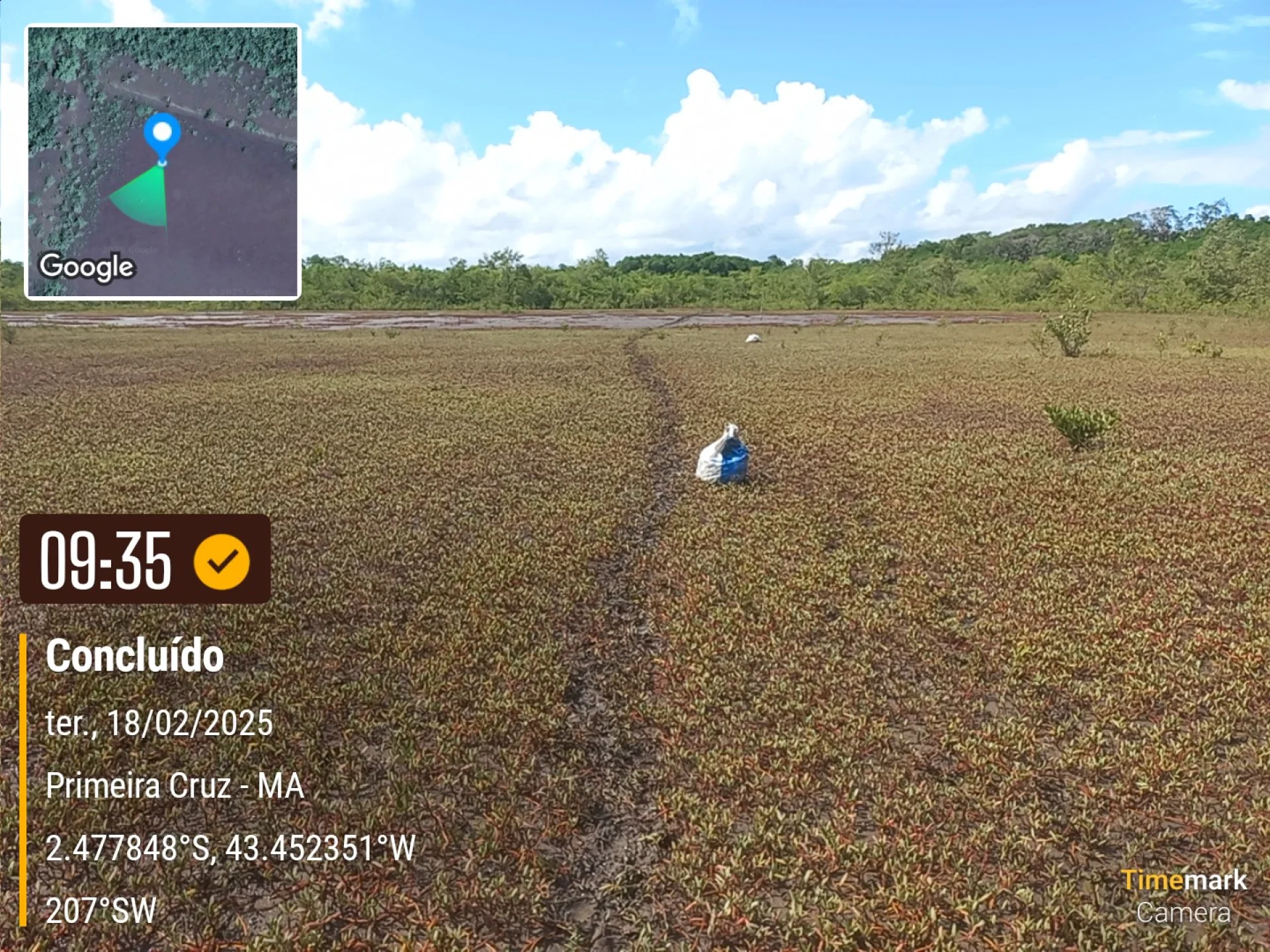 A monitored reforestation plot of young native tree seedlings at the Primeira Cruz planting site in Maranhão, northeastern Brazil, photographed during field verification