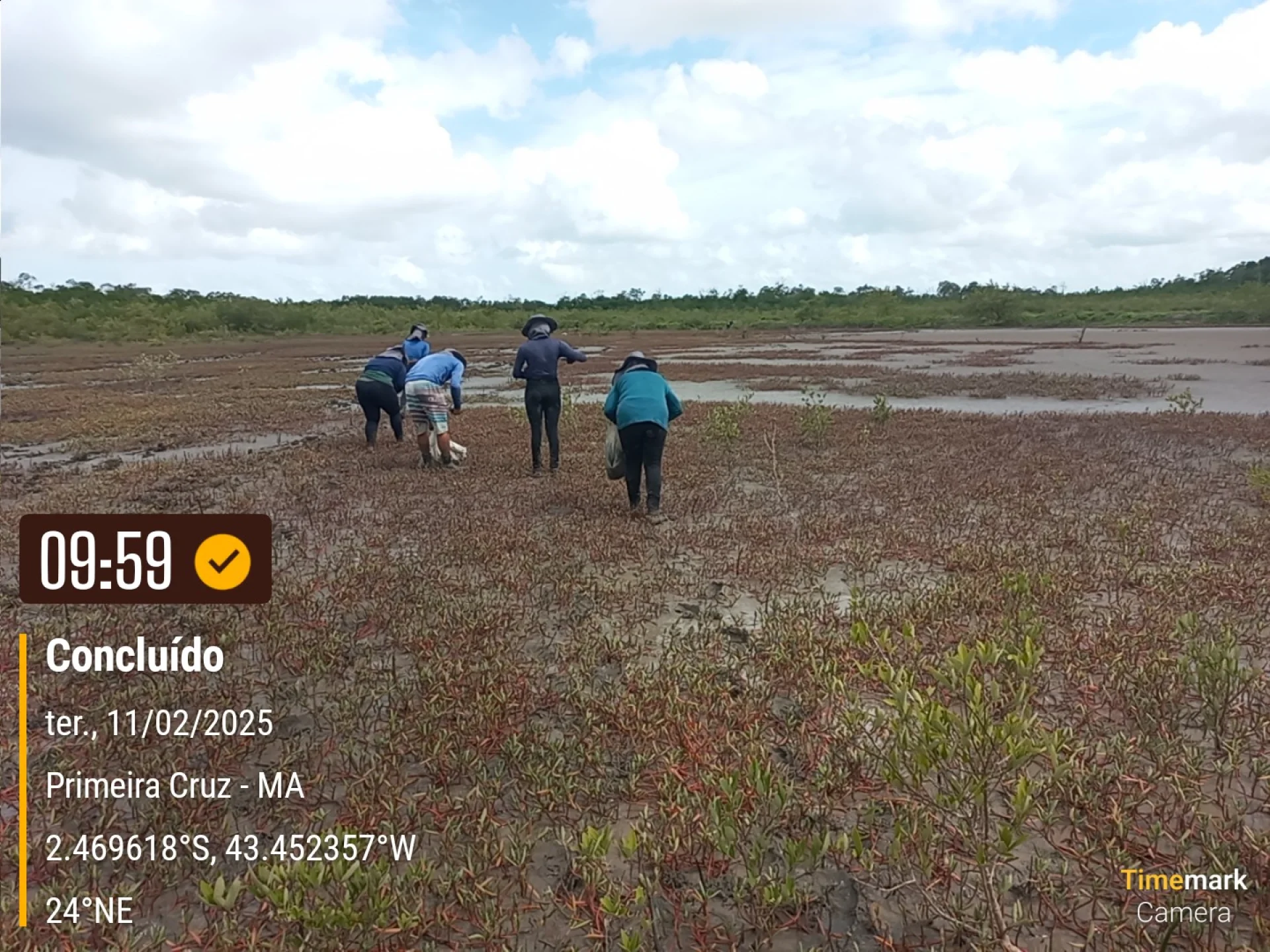 Rows of young native trees establishing on a Restoration Era planting site at Primeira Cruz in northeastern Brazil