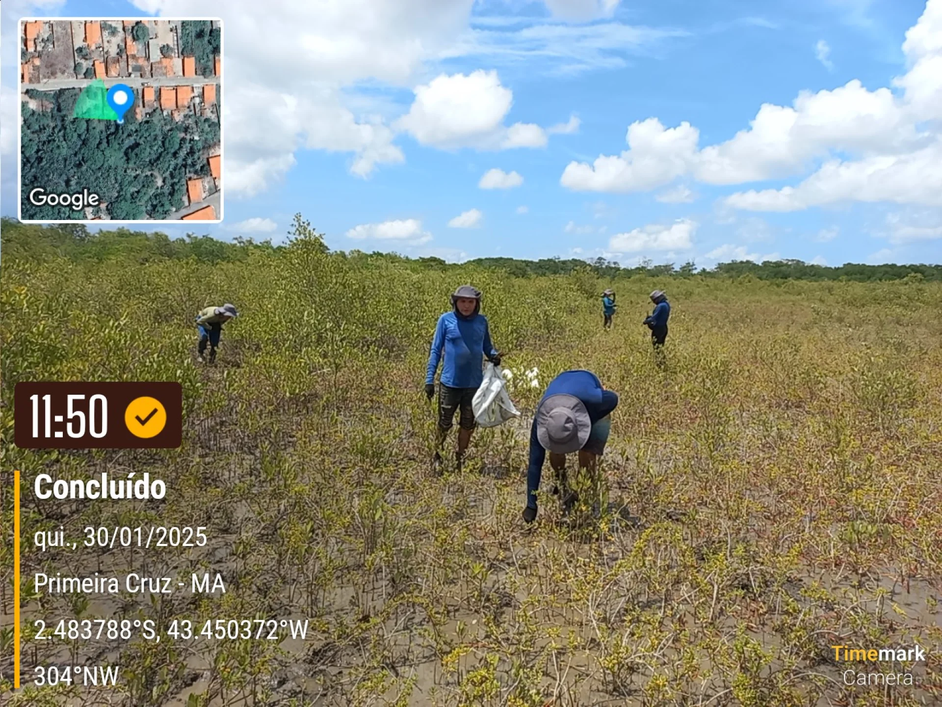 Newly planted native saplings on a restoration plot at Primeira Cruz, Maranhão, recorded on site as the planting is completed