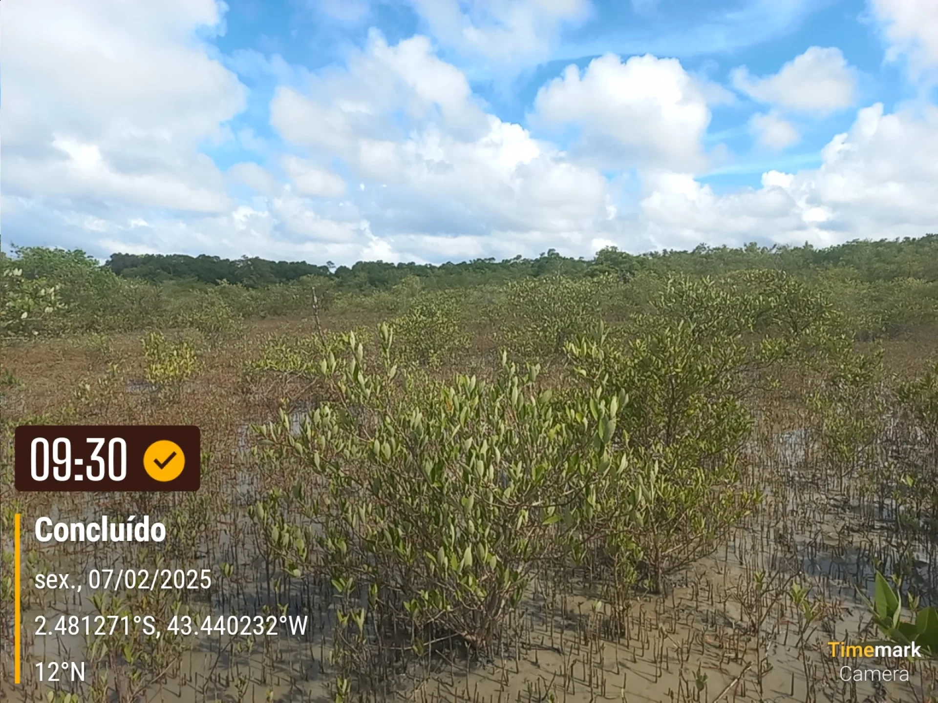 A monitored reforestation plot of young native tree seedlings at a Restoration Era planting site in Brazil, photographed during field verification