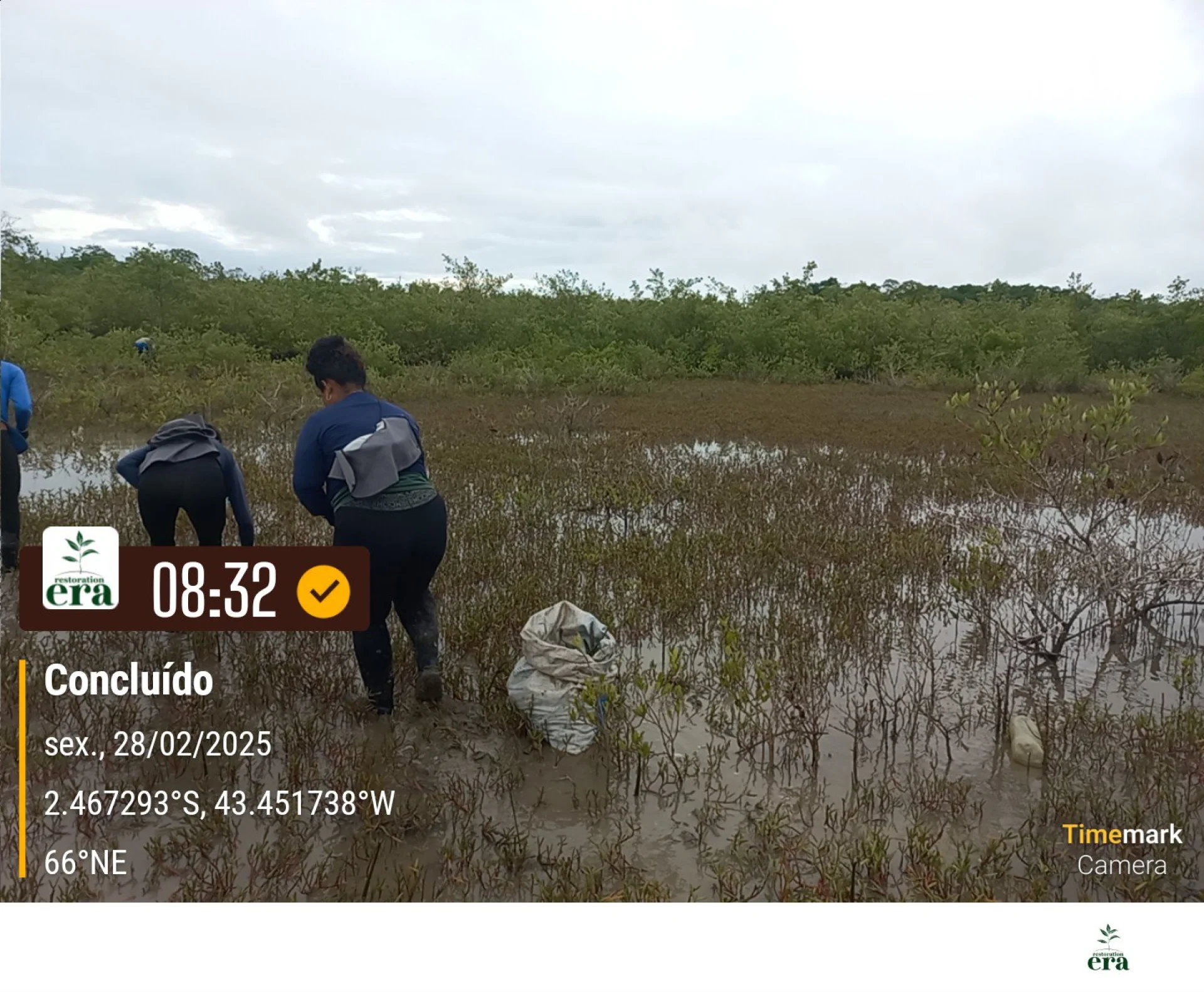 Native seedlings growing on a monitored restoration parcel in Brazil