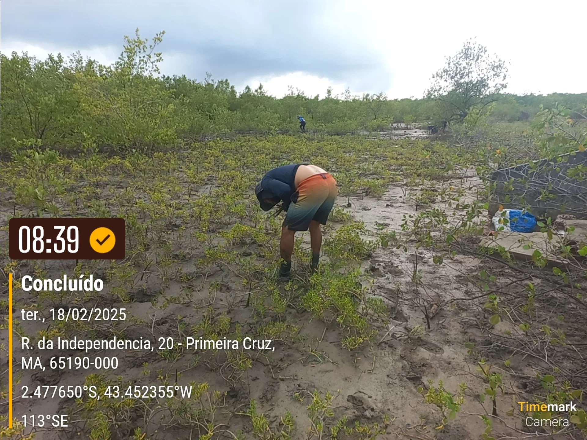 Rows of young native trees establishing on a Restoration Era planting site in Brazil